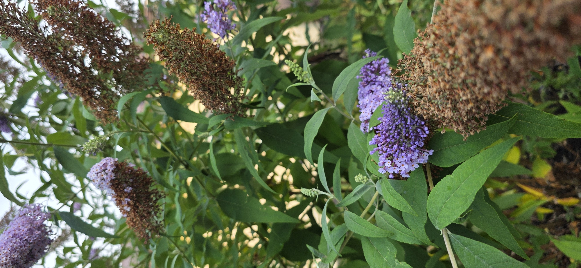 The image is a close-up, vertical shot of a blooming lilac butterfly bush, likely in a garden or park setting. The bush features clusters of vibrant purple flowers, interspersed with dried, brown seed heads from previous blooms. Lush green leaves form the backdrop, with some yellowing foliage visible towards the bottom. The lighting suggests an overcast day or shade, as there are no harsh shadows. The background is softly blurred, hinting at other vegetation or structures beyond the bush. The image was captured in Mineralnye Vody, Russia.