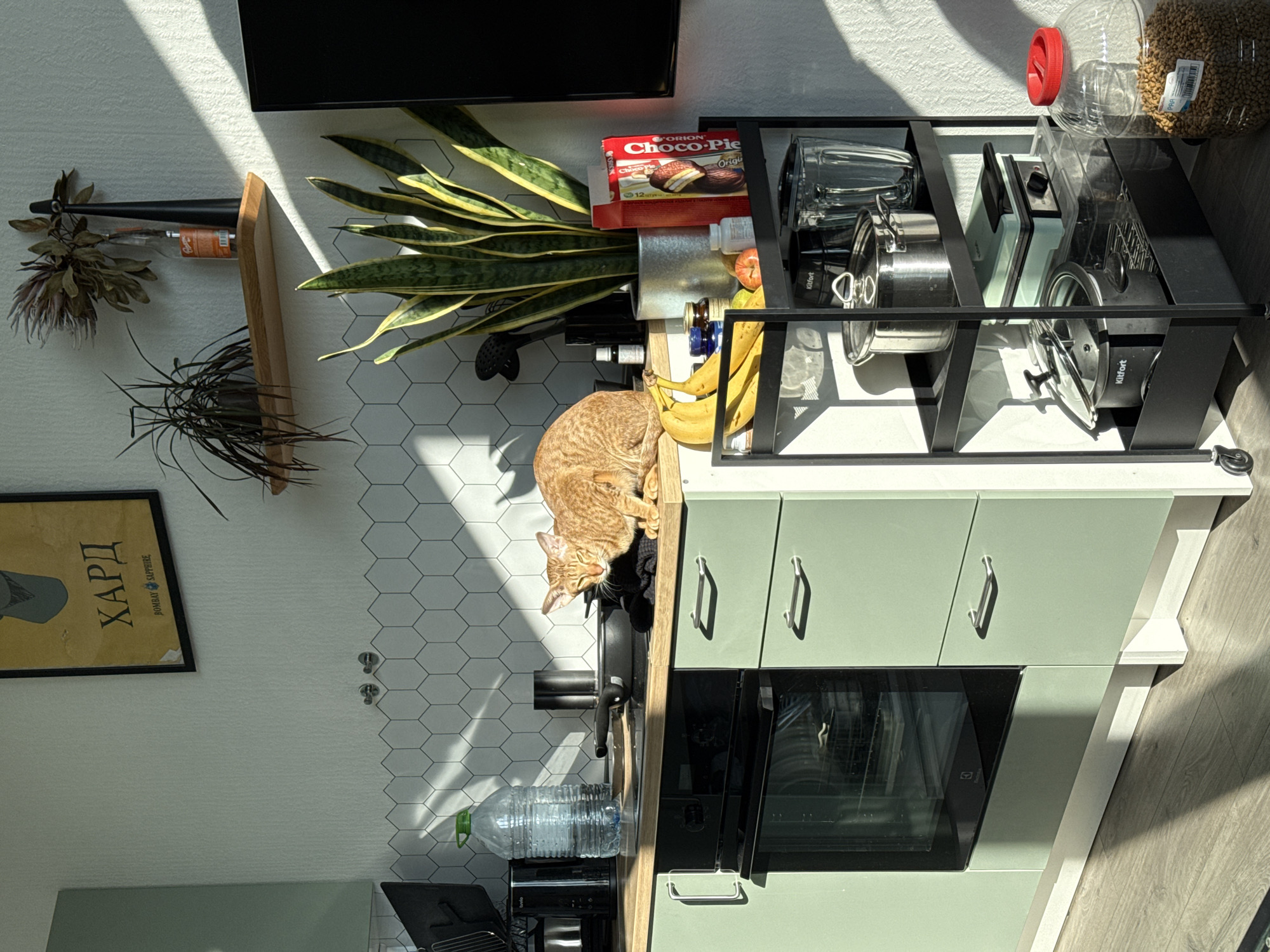 The image shows an indoor scene in what appears to be a kitchen. The background features white walls with hexagonal tiles, a framed poster, and a shelf with plants. A flat-screen television is mounted above the counter space.
A light green kitchen counter is visible, with drawers and an oven. On the counter, there's a black metal shelving unit holding various items including bananas, a box of Orion Choco-Pie, kitchenware (pots, pans, glassware), and a large container of dog food.
An orange tabby cat is situated on the edge of the counter. Other visible objects include a water bottle and an electronic device with a screen.
It is not possible to identify the specific location in Khimki, Russia from the image.