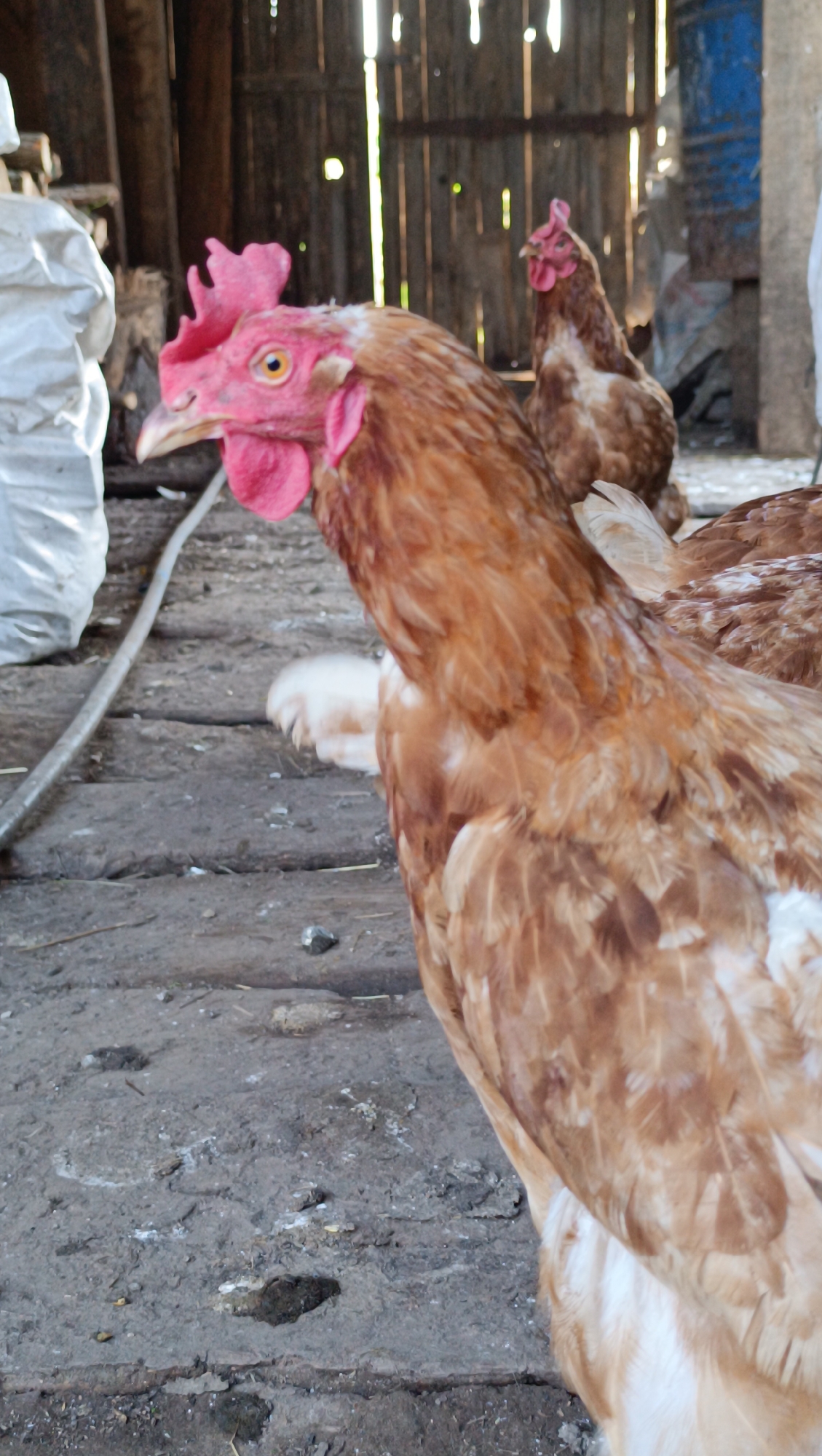 A close-up, medium shot captures the side profile of a brown hen in the foreground, its head turned to the left. The hen has a bright pink comb and wattles, and its eye is visible. Its feathers are a mix of brown and white. In the background, another brown hen is visible, facing away from the camera. The chickens are in what appears to be a coop or barn, with wooden plank flooring and walls. A white bag or tarp is on the left, and a blue barrel is in the background on the right. The scene is dimly lit, with shafts of light filtering in from the top. The overall impression is of an outdoor farm animal setting.