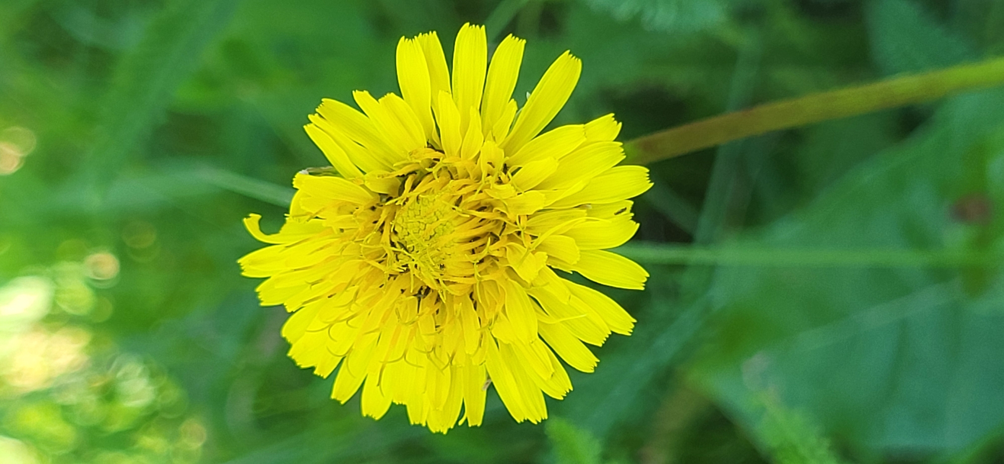 A close-up, vertical shot captures a vibrant yellow dandelion flower in full bloom, centrally positioned against a blurred background of lush green foliage. The dandelion's petals are delicate and slightly serrated at the tips, radiating outwards from a complex, textured center. The soft focus of the background creates a bokeh effect with diffused green and yellowish light, suggesting a natural outdoor setting. The image is free of any human presence, vehicles, or urban structures, indicating it was taken in a natural area. This scene is consistent with a photograph taken in the village of Tetianivka, Ukraine, which is characterized by its rural landscape and abundant vegetation.