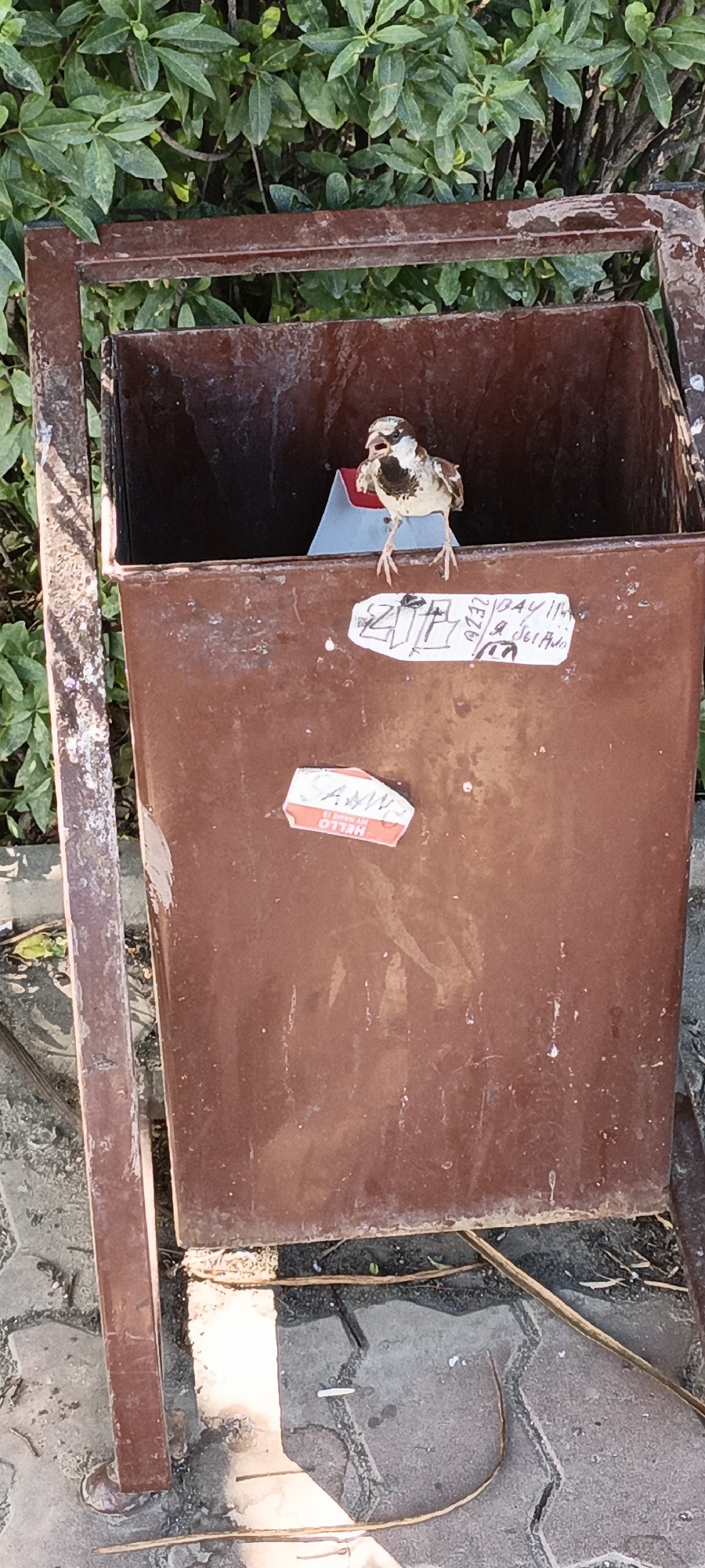 A small bird is perched inside a rusty, brown, metal trash can, with its beak open. The trash can has a metal frame around its top edge and is positioned outdoors, with green foliage in the background. There are two stickers on the exterior of the trash can: one at the top with a drawing and some text, and another at the bottom with the word "HELLO" printed on it. The ground beneath the trash can appears to be paved with interlocking stones, and some dry twigs are scattered on the ground.