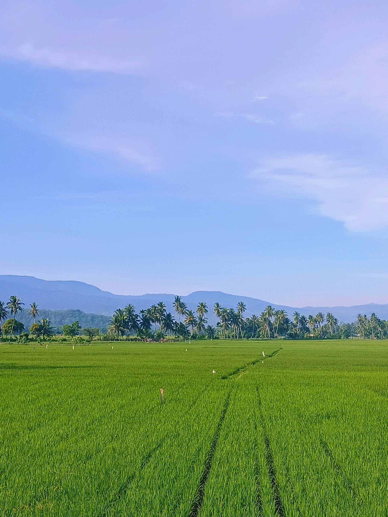 This is a photograph of a vast, lush green rice paddy field under a clear blue sky with sparse white clouds. In the distance, a line of palm trees separates the field from a range of soft, blue mountains. The field is well-maintained with visible rows, suggesting recent cultivation or growth. There are small, white markers scattered throughout the field, and two white birds can be seen in the middle ground. The overall impression is one of rural tranquility and agricultural abundance in Pulo Dayah, Indonesia.