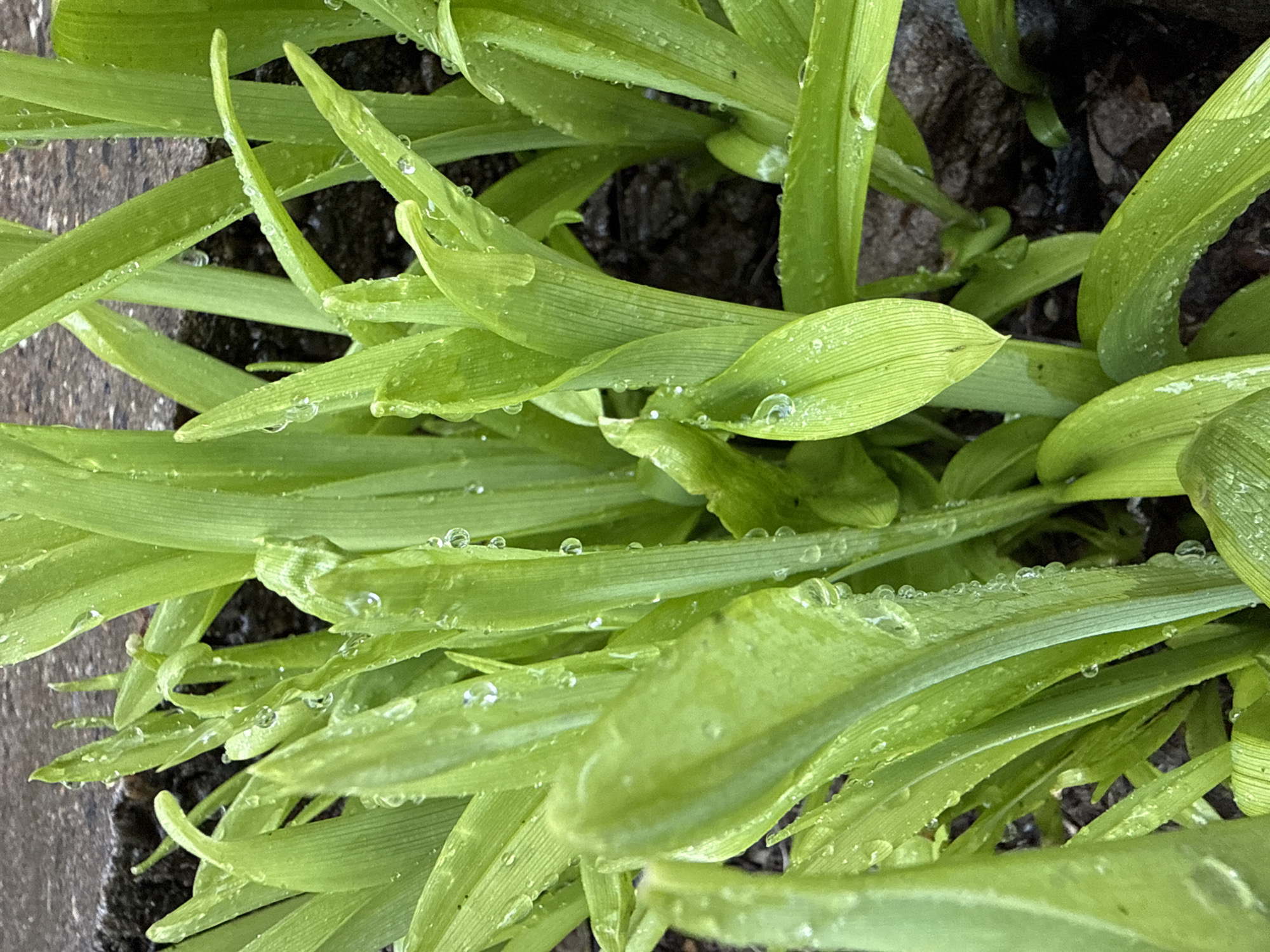 This close-up, top-down shot captures a cluster of vibrant green, grass-like leaves, possibly from a perennial plant such as daylilies or a similar species. The leaves are elongated, slightly curved, and feature visible parallel veins running along their length.
A prominent detail in the image is the presence of numerous small, clear water droplets resting on the surface of the leaves. These droplets glisten, reflecting light and suggesting recent rain, dew, or watering. Some droplets are perfectly spherical, while others are elongated or clustered, adhering to the leaf surface.
The setting appears to be outdoors, likely a garden or natural environment, indicated by the dark, earthy background visible between and beneath the leaves. There are also darker, possibly wooden or stone elements on the left and upper right edges of the frame, hinting at a pathway, raised bed, or planter. The overall impression is one of freshness and natural beauty after a period of moisture.
There are no people, animals, or visible text in the image. The lighting suggests daytime, though the exact time is not discernible. The focus is sharp on the water-laden leaves, highlighting their texture and color against the darker, slightly blurred background.