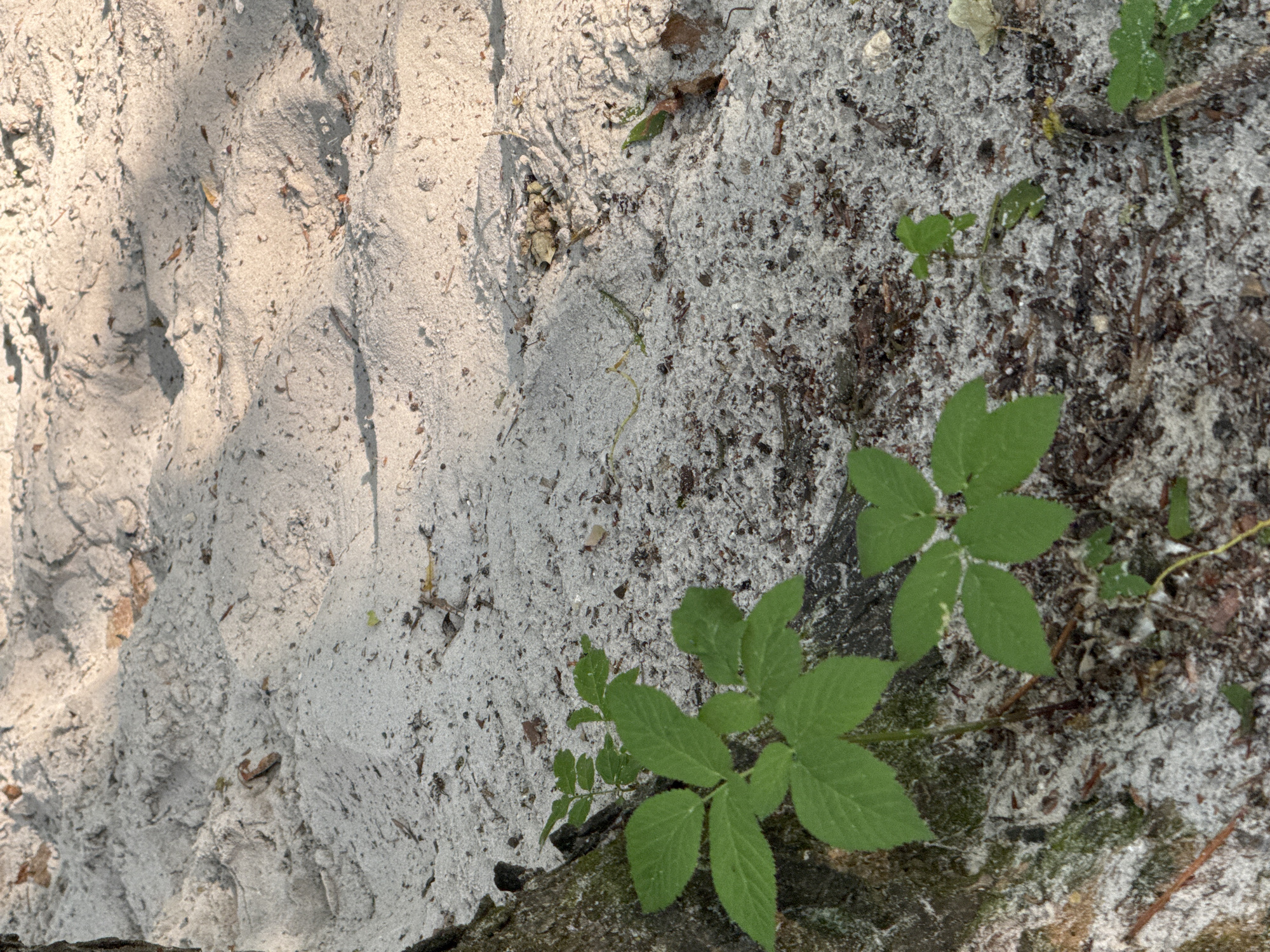 The image shows a close-up view of sandy ground with some sparse vegetation. The sand is light in color and appears to be loose, with some areas showing undulations and shadows cast from an unseen light source, possibly sunlight filtering through trees. Several small green plants with compound leaves are growing from the sand. In the lower left corner, a portion of a tree trunk, rough and dark, is visible. The background consists of more sandy terrain with small debris, such as twigs and leaves. The overall impression is of a natural, outdoor setting. The location is identified as Berezhany, Ukraine.