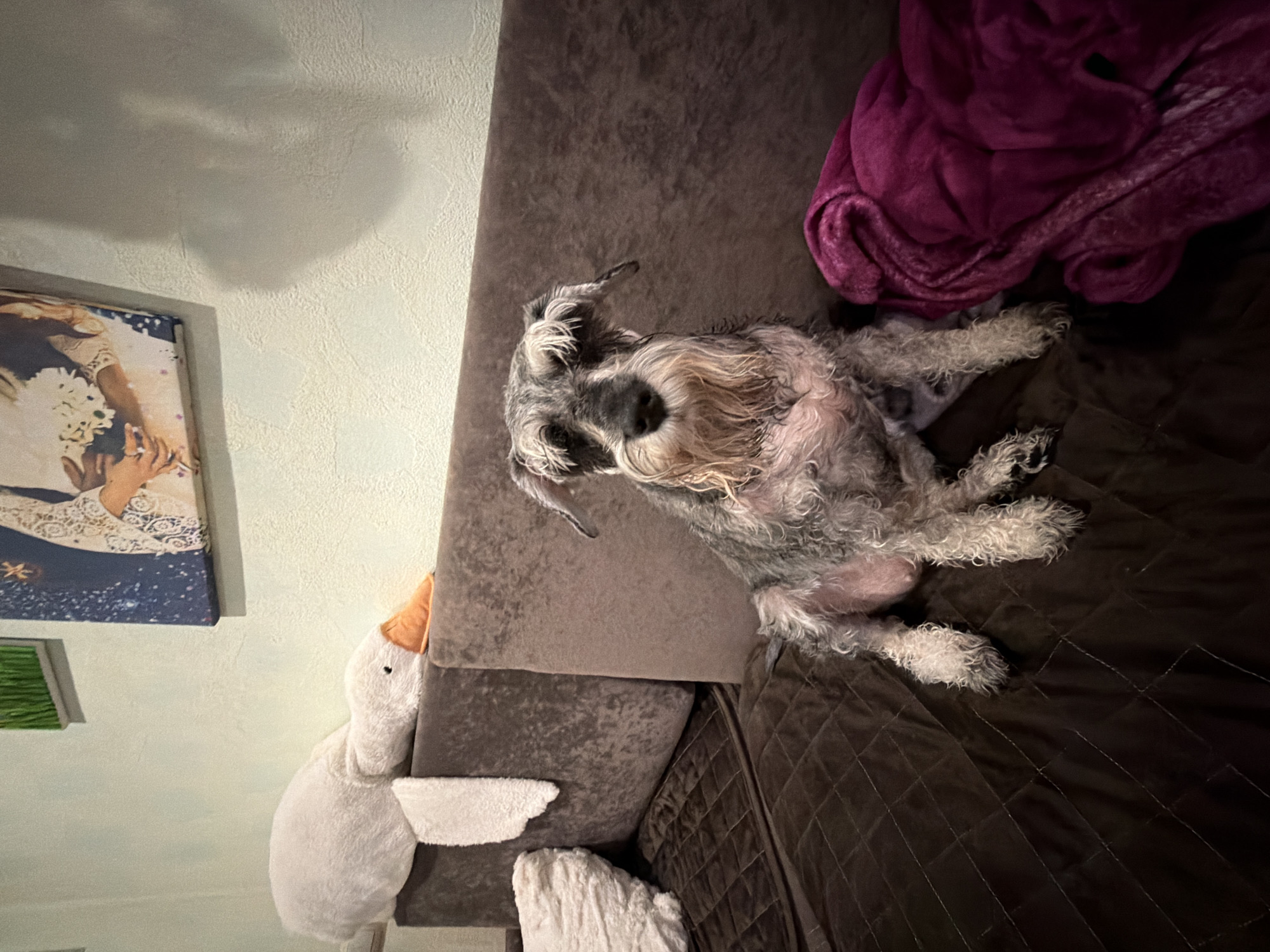 A gray Schnauzer dog is lying on a brown sofa, on top of a purple blanket. The dog is positioned in the center of the frame, with its head facing the camera. Next to the dog, on the left side of the frame, there is a white stuffed goose toy. A painting can be seen on the wall in the background. The location is Chaikovsky, Russia.