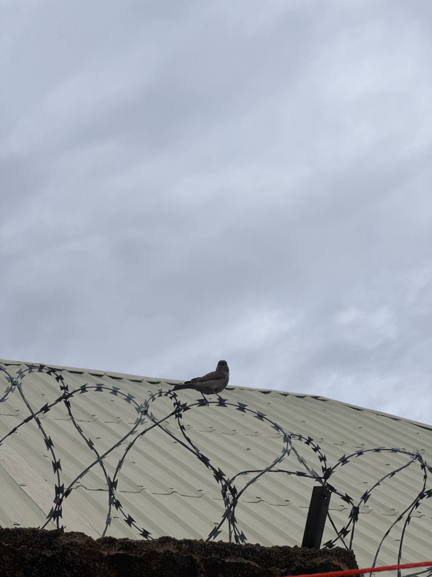 A gray bird is perched on a corrugated metal roof under a cloudy sky. The roof is bordered by a razor wire fence. A rough, dark brown surface is visible below the fence.