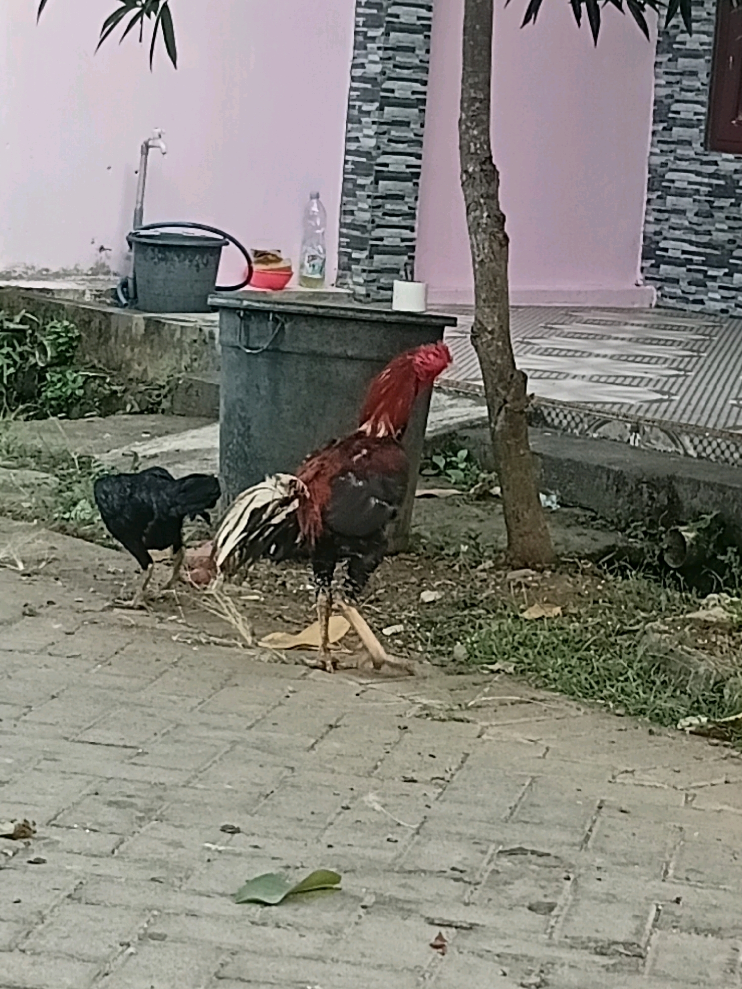 In the city of Cikal, Indonesia, a scene unfolds outdoors on a paved walkway with a backdrop of a building and a tree. Two chickens are the central subjects. A large rooster with a vibrant red comb and iridescent plumage stands prominently, its body angled to the right. Beside it, a smaller, entirely black chicken is positioned to the left, facing away from the viewer. The environment includes a large, dark gray trash bin situated behind the chickens. To the left of the trash bin, a faucet is attached to a wall, with a dark bucket and a red bowl nearby. A clear plastic bottle is also visible. The ground is covered with a patterned brick pavement. A tree trunk stands between the chickens and the building. The building features a pink wall and a textured gray stone facade. Green grass grows around the base of the tree and to the left of the trash bin.