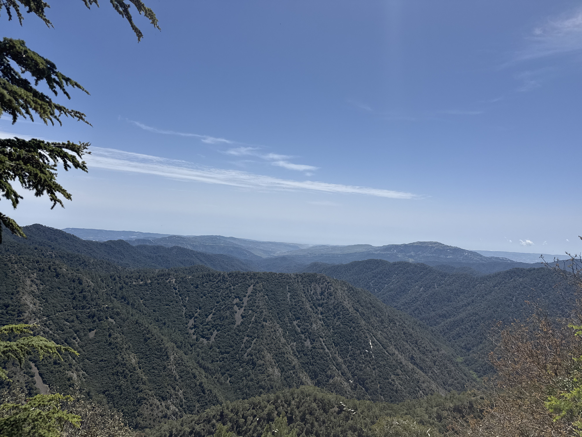 The image captures a landscape in the mountainous region of Tsakistra, Cyprus. The foreground consists of dense, forested hillsides, exhibiting a gradient of green hues, likely comprising various tree species. To the left, the frame is partially obscured by a tree branch featuring dark green needles. On the right, some dry vegetation is visible. In the midground, a series of progressively distant mountain ranges fade into a lighter, almost blue-grey color due to atmospheric perspective. The horizon line is distinct, separating the land from the sky. The sky is clear with a light blue hue, punctuated by a few wispy, thin clouds stretching horizontally across the frame. The lighting is bright and appears to be midday sun. No people are visible in the image.
