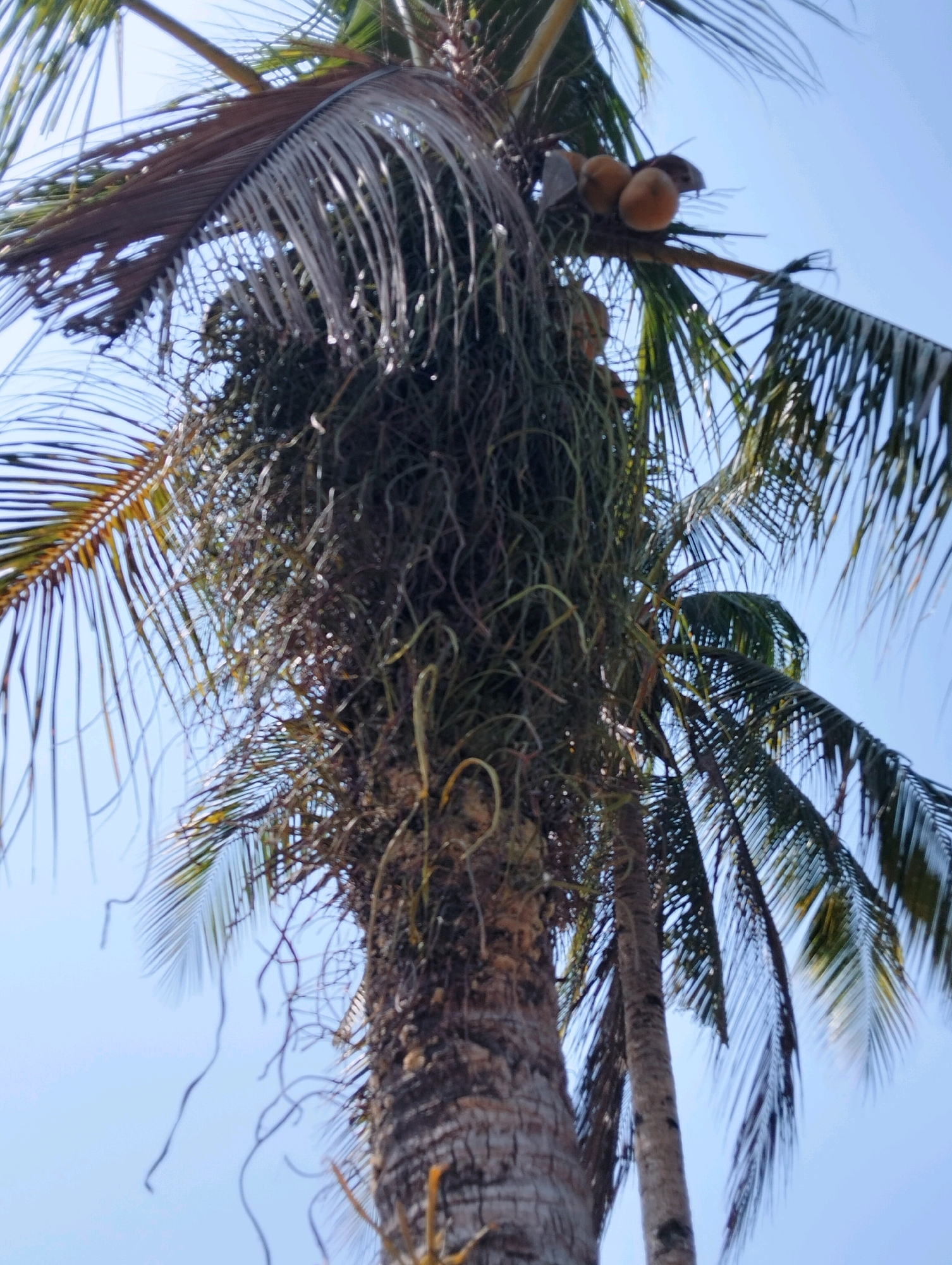 The image, taken in Tipar, Indonesia, shows a close-up, low-angle view of a mature coconut palm tree against a clear blue sky. The focus is on the upper trunk and the fronds. There is a cluster of coconuts visible in the upper right portion of the frame. A significant amount of dead palm fronds and aerial roots hang from the upper part of the trunk, creating a dense, tangled mass. The texture of the palm trunk is rough and fibrous. The leaves of the palm tree are long and thin, with some appearing dry and brown, while others are a vibrant green. The overall impression is one of tropical abundance and natural growth.