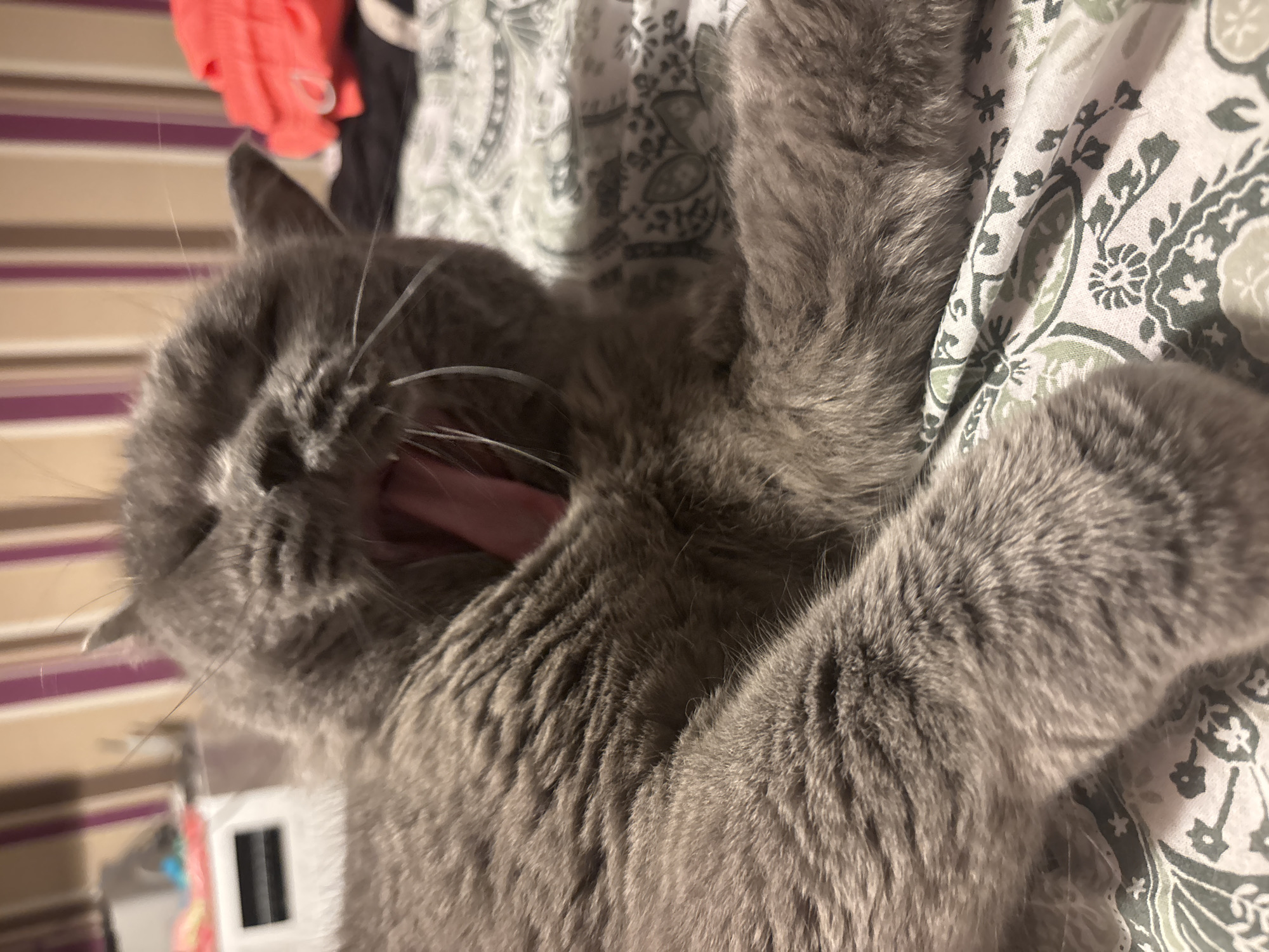 A gray cat lies on a bed, with its mouth wide open in a yawn. The cat is on a bed with a patterned bedsheet. The cat is mostly gray with hints of other colors. The cat is positioned close to the camera, and the photo is tilted counter-clockwise. The background is blurred but shows a wall and possibly some clothes. There is no explicit information in the image about the location in Sofia, Bulgaria.
