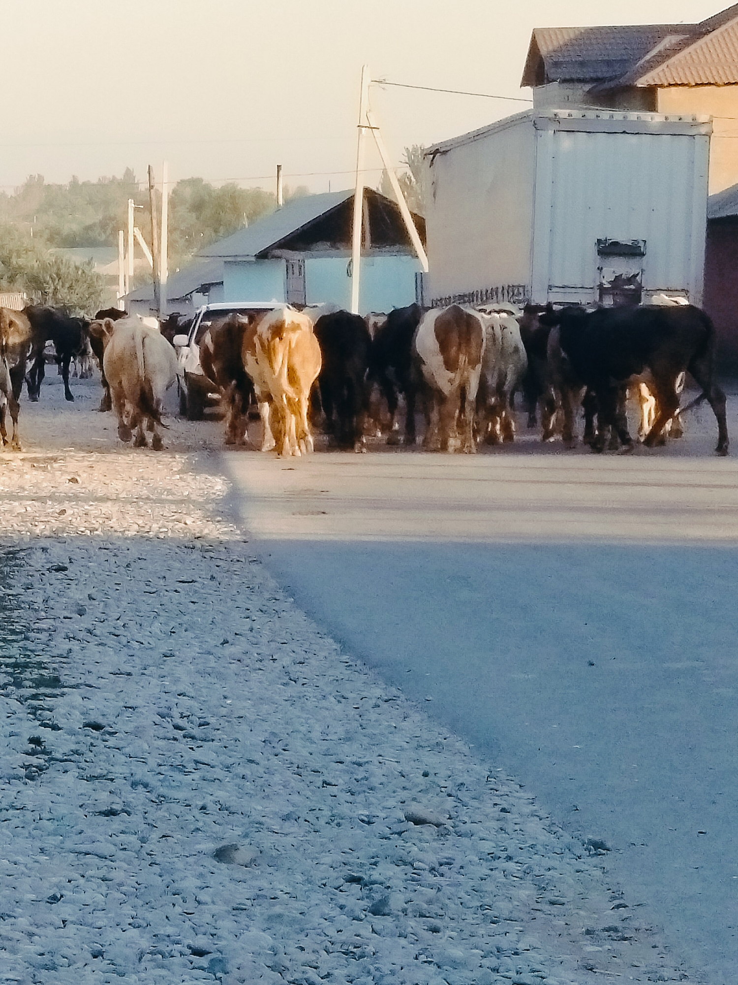 A herd of cattle walks on a paved road in the town of Kölkent, Kazakhstan. The cows are mostly brown and white, with some solid dark brown or black. A white car is visible behind the cows. In the background, there are buildings, power lines, and trees. The sky is clear and pale. The road is lined with gravel on the left side. The lighting suggests it is either early morning or late afternoon.