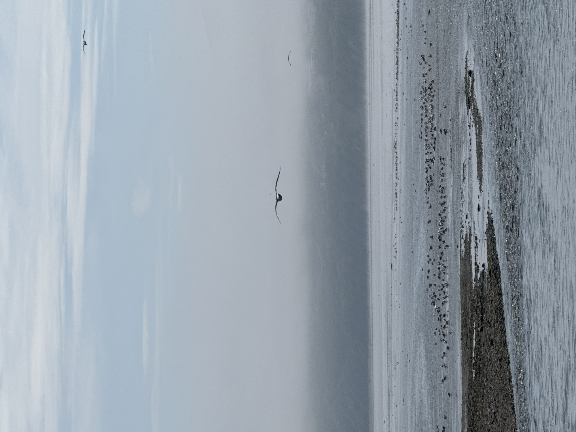 The image depicts a coastal scene with a body of water in the foreground, a shoreline with rocks and sand, and a hazy, fog-obscured background. Several seagulls are visible in flight. In the middle ground, a large flock of birds, likely also seagulls, is gathered on the exposed shoreline. The overall atmosphere is subdued, with muted colors and a lack of clear details in the distance due to the fog. The image does not contain any recognizable landmarks or specific features that would allow for precise identification of a location within Magadan, Russia. The scene is natural and appears to be a wildlife observation.