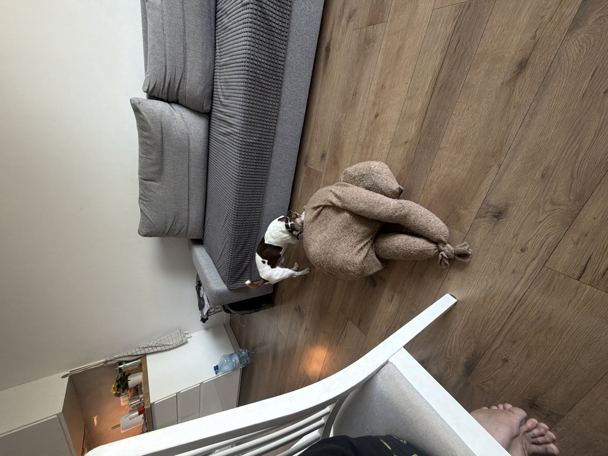 In an indoor setting with wooden flooring, a small white and brown dog is perched on top of a stuffed, brown, blanket-covered object that resembles a human body. The dog appears to be sniffing or investigating the object. To the left of the scene, part of a white chair is visible, with a person's bare feet resting on the floor beneath it. In the background, a gray sofa with textured cushions is present, and further back, a small kitchen area with white cabinets and various items on the counter is visible. A large bottle of water is also on the floor near the kitchen area. The overall environment suggests a domestic living space.