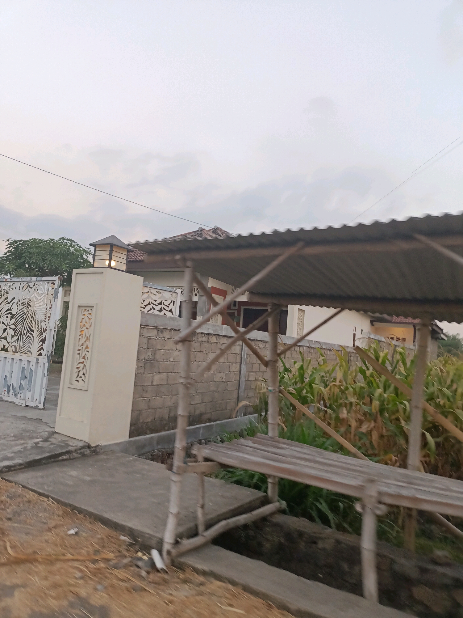 The image captures an outdoor scene in Badas, Indonesia, likely during the late afternoon or early evening due to the soft lighting and overcast sky. The foreground features a rudimentary, open-sided structure with a corrugated metal roof supported by bamboo poles. A wooden bench or seating area is visible beneath the roof.
Behind this structure, a low, light-colored wall constructed of concrete blocks runs horizontally across the image. To the left, a cream-colored pillar with decorative cutouts stands next to a decorative white metal gate. The gate features an intricate pattern of leaves and branches. Beyond the wall and gate, a house with white walls and a reddish-brown tiled roof is partially visible. Some windows on the house appear dark, suggesting interior lights may be on.
To the right of the wall and behind the bamboo structure, a field of tall green corn stalks is densely packed, indicating agricultural activity in the area. The overall impression is of a rural or semi-rural residential setting within Badas, Indonesia, possibly near farmland. The image is taken from a slightly elevated perspective, possibly from a moving vehicle, as indicated by some slight motion blur.