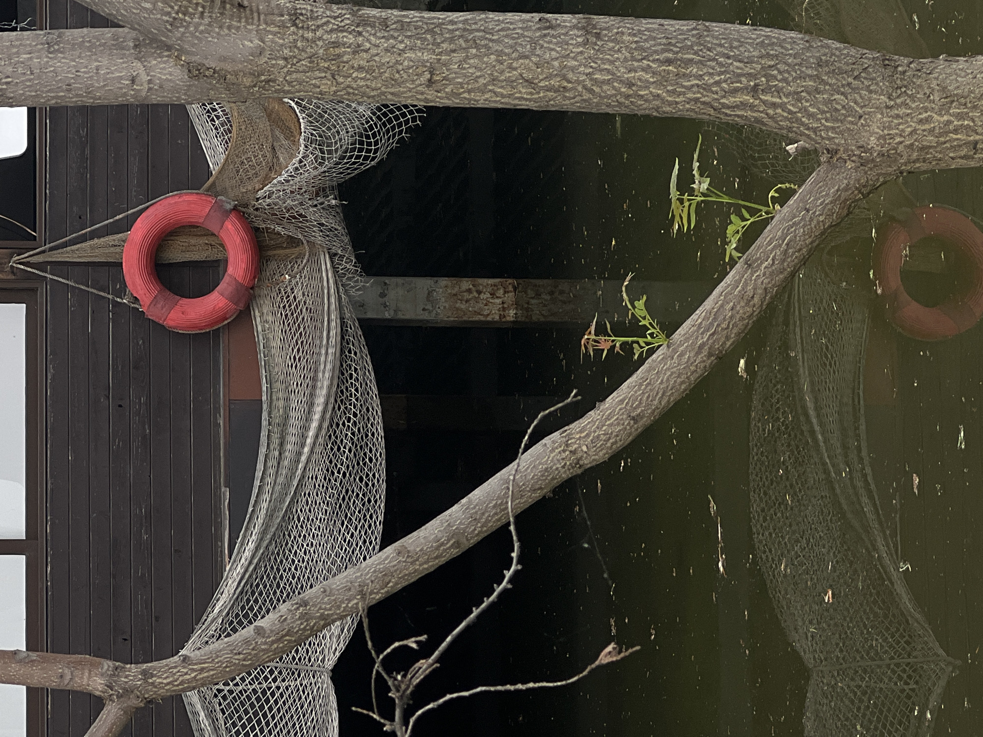 A red life preserver hangs from a dark wooden wall, suspended by rope and draped netting. A tree trunk, rough and textured, occupies the foreground, its branches reaching out. The water below is dark and still, reflecting the netting and the tree. Scattered debris floats on the surface of the water. The overall scene evokes a nautical or waterfront atmosphere, possibly near a pier or a dock. The scene is located in Sofia, Bulgaria.