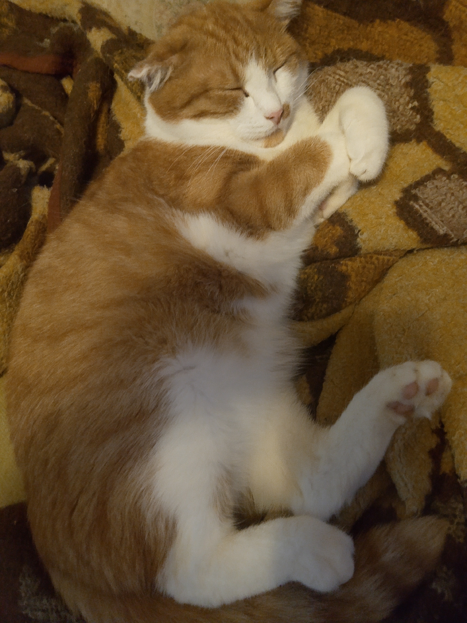 A ginger and white cat is sleeping on a patterned blanket. The cat is curled up on its side with its eyes closed. The blanket has a pattern of brown and yellow shapes. The image is taken from a top-down perspective. The location in the city of Kovrov, Russia is unknown.