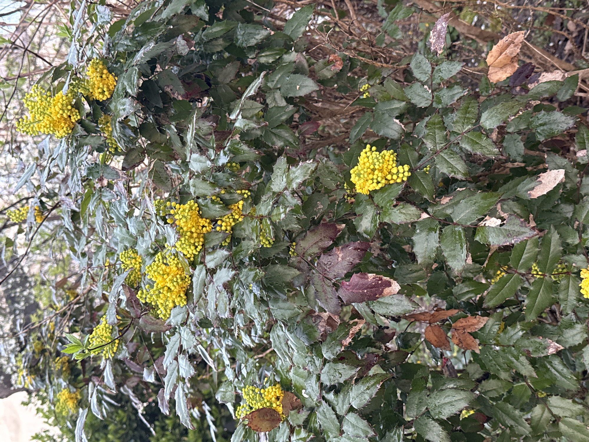 The image shows a dense bush with spiky, green leaves and clusters of bright yellow flowers. The leaves are somewhat glossy, and a few appear to be turning brown. The overall impression is of a flourishing plant with vibrant blooms. It is likely located outdoors in a garden or park setting. The location is Burgas, Bulgaria.