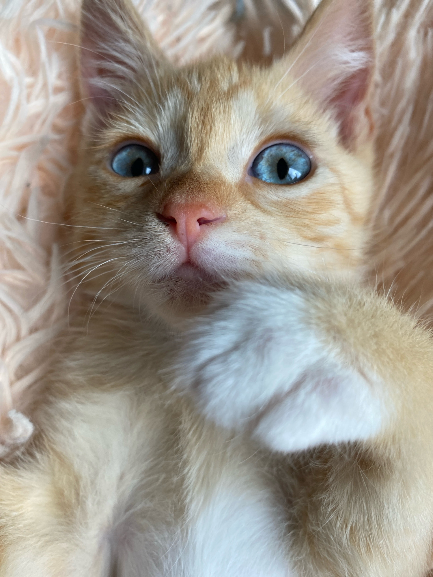 A close-up, high-angle shot shows an orange tabby kitten with striking blue eyes lying on a soft, fluffy, peach-colored surface. The kitten's face is the central focus, with its head tilted slightly and a paw resting near its mouth. The kitten's fur displays a mix of orange and white markings, with clear stripes on its forehead and cheeks. Its pink nose is prominent, and its whiskers are spread out. The background consists of the soft, textured surface, which appears to be a blanket or similar textile. There is no indication of the city of Zhlobin, Belarus, or any urban environment in this image.
