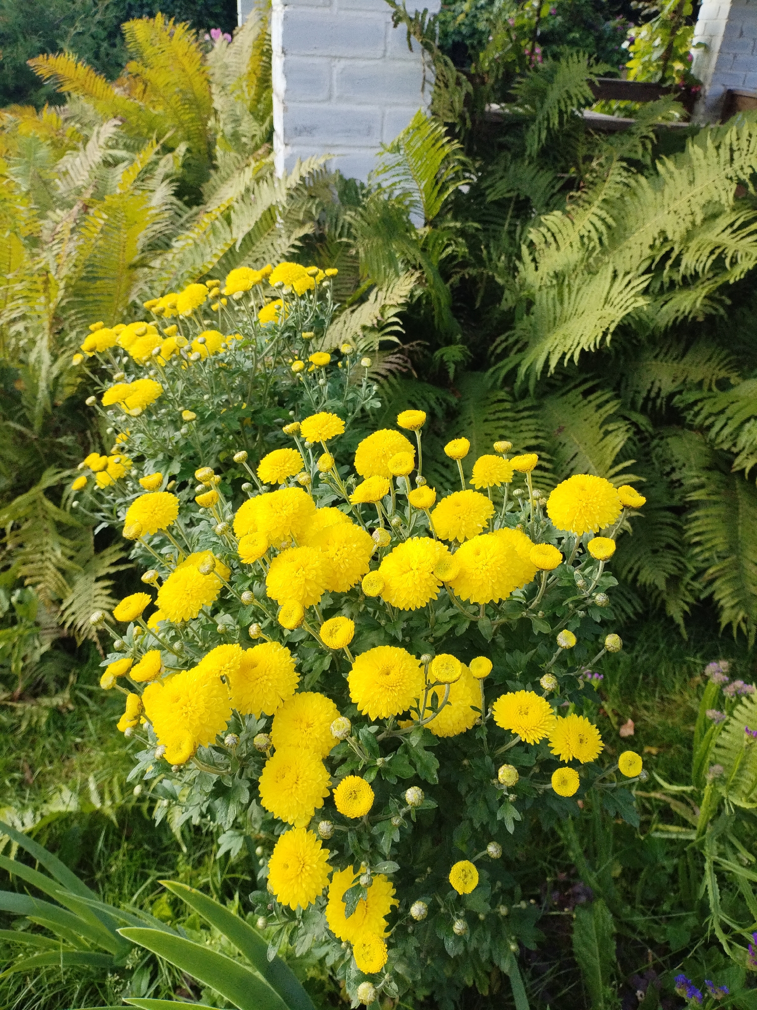 A close-up, eye-level shot captures a bush of vibrant yellow chrysanthemums in full bloom, interspersed with unopened buds. The flowers are the main subject, with their fluffy, pom-pom-like petals filling the foreground and midground. Behind the chrysanthemums, a backdrop of lush green ferns creates a natural, verdant setting. To the right of the frame, a section of a white brick wall, likely part of a building, is visible, suggesting an urban or suburban environment. The scene is illuminated by natural daylight, casting soft shadows and highlighting the textures of the flowers and foliage. The image appears to be taken outdoors, in a garden or park setting, possibly in Bialynichy, Belarus, given the provided context.