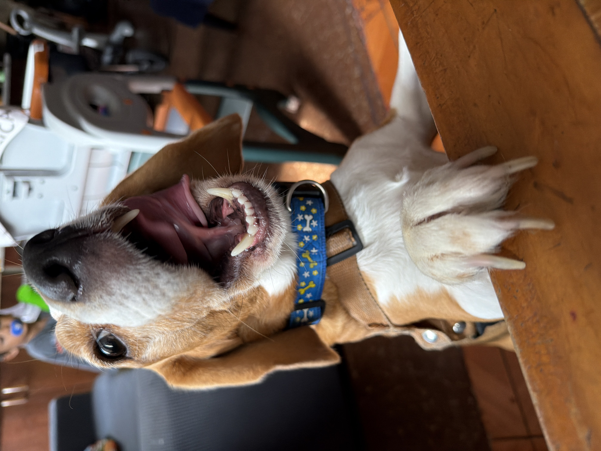 A tan and white dog is positioned upside down with its head near a gray object in a room. The dog's mouth is wide open, revealing its teeth and tongue. It is wearing a blue collar with a pattern of yellow bones and stars. One of its white paws is near a wooden surface. A blurry child is visible in the background to the left. The location in the city is Unknown, Unknown.