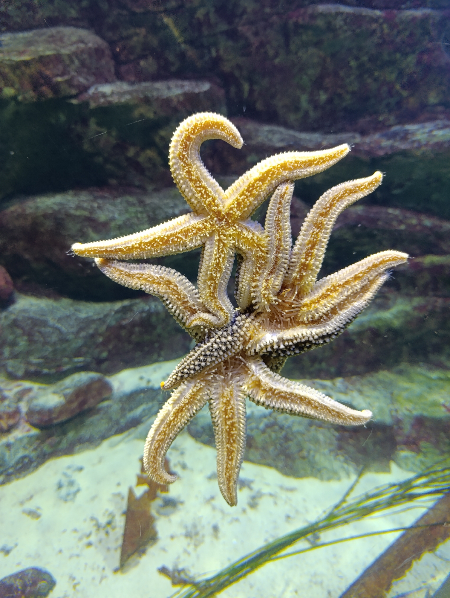 The image displays a close-up view of a cluster of several starfish, appearing to be clinging to the transparent wall of an aquarium. The starfish are predominantly golden-yellow and off-white, with visible textured bodies and numerous small, white tube feet used for adhesion and movement on their undersides. Their arms are intertwined and overlap, suggesting multiple individuals rather than a single multi-limbed creature, creating an intricate pattern against the glass.
The background is an out-of-focus underwater scene, typical of an aquarium environment. It features dark, moss-covered rocks, lighter sandy areas at the bottom, and some blurred green aquatic plant-like structures, possibly seaweed or artificial decor. The perspective is from slightly below the starfish, looking upwards through the water, emphasizing their unique method of locomotion and attachment. The lighting highlights the intricate details and vibrant colors of the starfish. The scene depicts a moment of natural behavior within a controlled aquatic exhibit, located in Moscow, Russia. There is no visible text in the image.