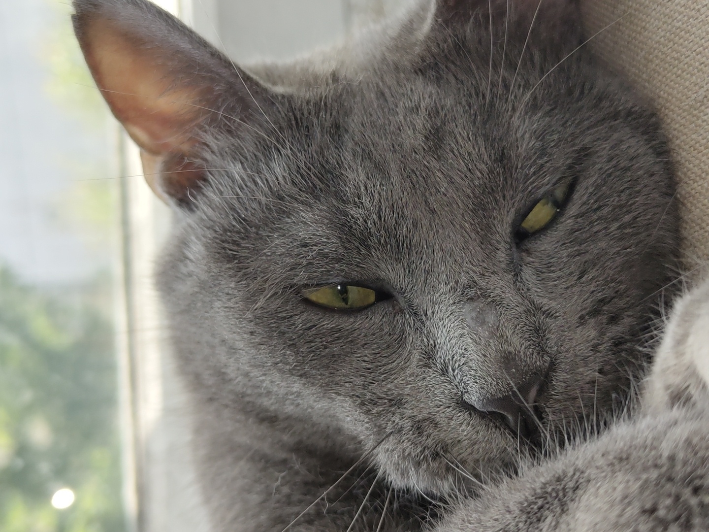 A close-up shot features a relaxed gray cat resting indoors, possibly near a window, during the daytime. The cat's face dominates the frame, showcasing its short, dense gray fur and prominent whiskers. Its eyes, a striking yellowish-green hue, are half-closed, giving it a sleepy or contemplative expression. One of the cat's paws is visible, tucked gently under its chin or face, contributing to its serene posture. The background is softly blurred, revealing hints of natural light and green foliage outside a window on the left side of the frame. The overall mood is calm and peaceful, highlighting the cat's tranquil state. There is no visible text.