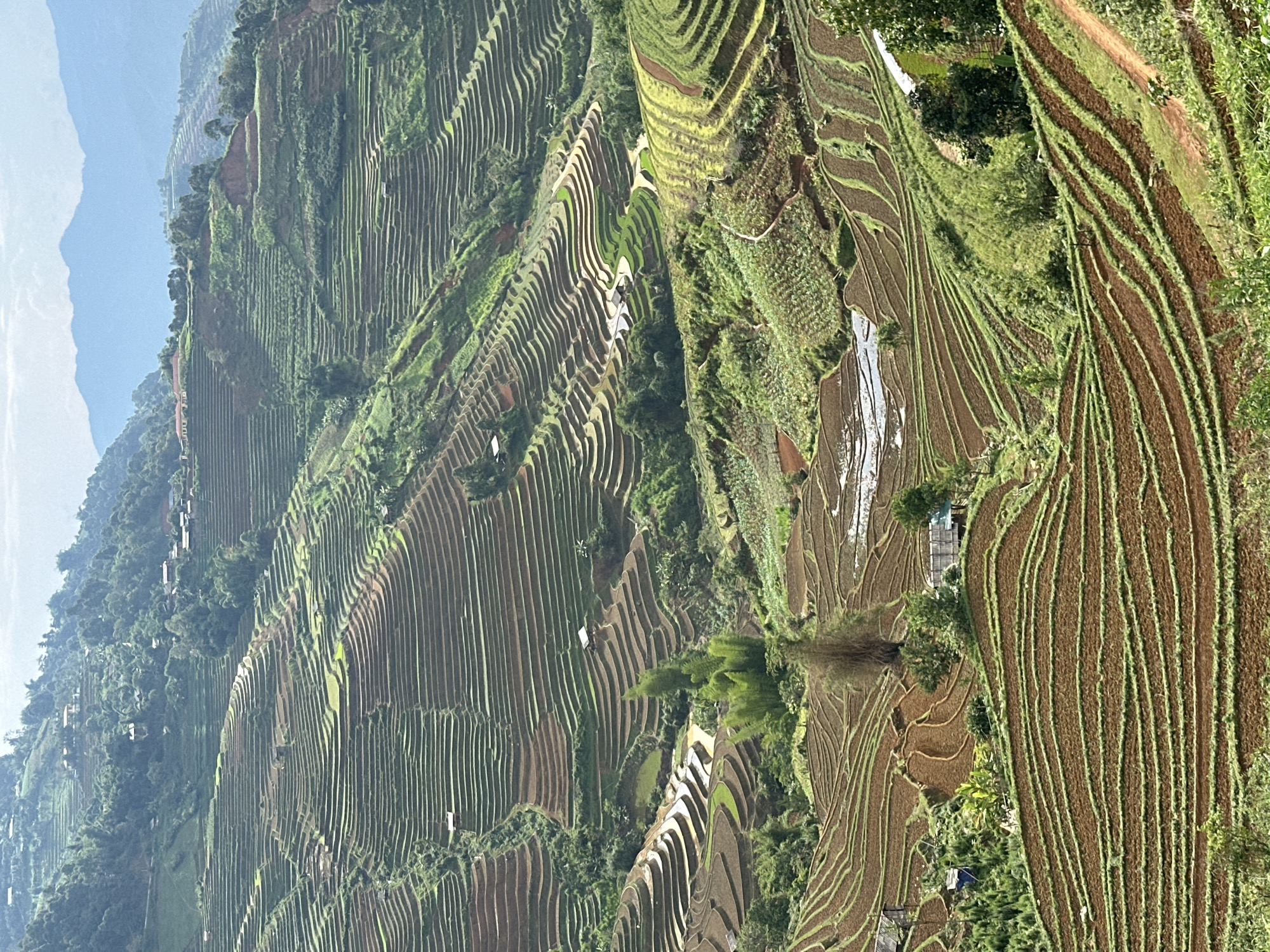 This wide-angle photograph presents an expansive view of magnificent terraced rice fields, typical of the mountainous region of Lao Chai, Vietnam. The landscape is intricately sculpted with countless rice paddies that wind and curve across steep hillsides, forming a stunning, undulating pattern.
The terraces showcase a diverse palette of colors, reflecting different stages of cultivation. Many fields are a deep, earthy brown, indicating recently tilled soil, while others are lush green, suggesting young rice plants thriving. Several paddies are filled with water, appearing reflective and lighter in color, shimmering under the daylight. Dense green foliage covers the uncultivated sections of the hills and mountains, providing a vibrant contrast to the agricultural patterns.
In the upper left, a light blue sky with some atmospheric haze meets distant, indistinct mountain ranges. Small, simple structures, possibly farmhouses or sheds, are sparsely visible amidst the terraces and on the surrounding slopes, hinting at human habitation within this agrarian landscape.
The image is captured in bright daylight, likely during mid-morning or early afternoon, given the clear illumination. There is no explicit human activity visible, but the sheer scale and meticulous construction of the terraces speak volumes about the ongoing agricultural endeavors. No visible text is present in the scene. The overall impression is one of breathtaking natural beauty combined with remarkable human ingenuity and sustainable farming practices.
