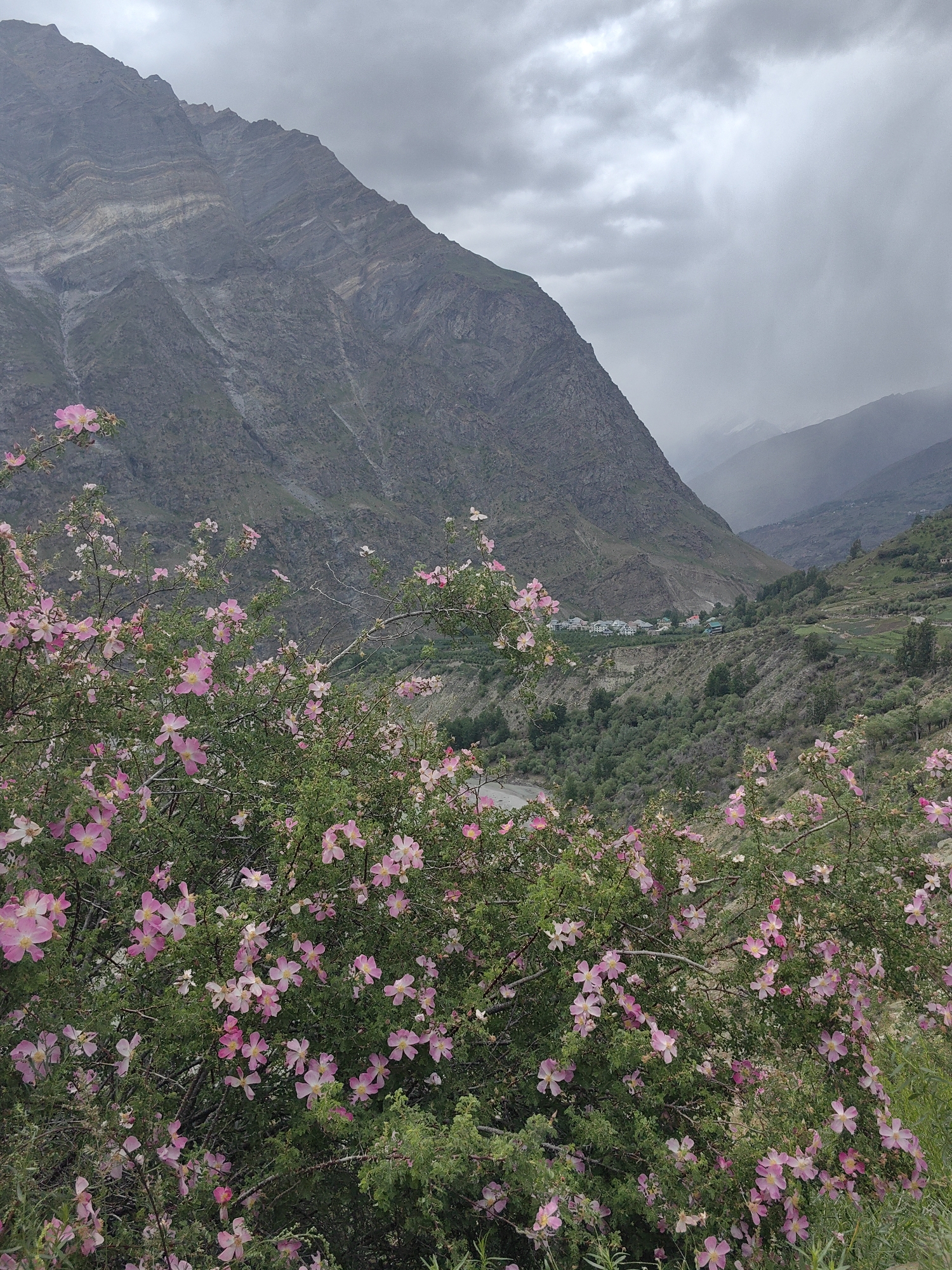 This is a medium-shot, eye-level, outdoor, vertical, natural light photograph taken in Tandi, India. The scene is dominated by a dense shrub of pink wild roses in the foreground, with their delicate petals and green leaves filling the lower half of the frame. Behind the roses, a steep, rocky mountain slopes upward, its surface marked by layers of gray and brown stone. The sky is overcast with thick, gray clouds, creating a diffused light that softens the overall scene. In the middle ground, a valley unfolds, featuring a small cluster of buildings with white walls and dark roofs, nestled on a green hillside. The background consists of more rolling hills and distant mountains, shrouded in a light mist, suggesting a vast, mountainous landscape. The overall impression is one of natural beauty and a serene, somewhat somber atmosphere due to the cloudy weather.