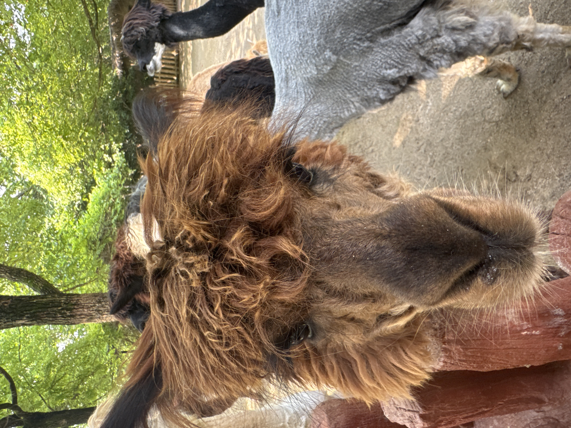 This is a close-up, eye-level photograph of several alpacas in an outdoor enclosure. The main subject is a light brown alpaca with shaggy fur and a distinctive fringe of hair over its eyes, filling the foreground. To the right of the main alpaca, a gray alpaca's hindquarters and hind leg are visible. In the background, a black alpaca with a lighter muzzle is partially obscured. The alpacas are in an enclosure with a dirt ground and a wooden fence. Behind the fence, trees with lush green foliage create a natural backdrop, and a thatched-roof structure is visible in the far background. The overall lighting suggests it is daytime. The image does not provide specific information about the city of Pudong, China.