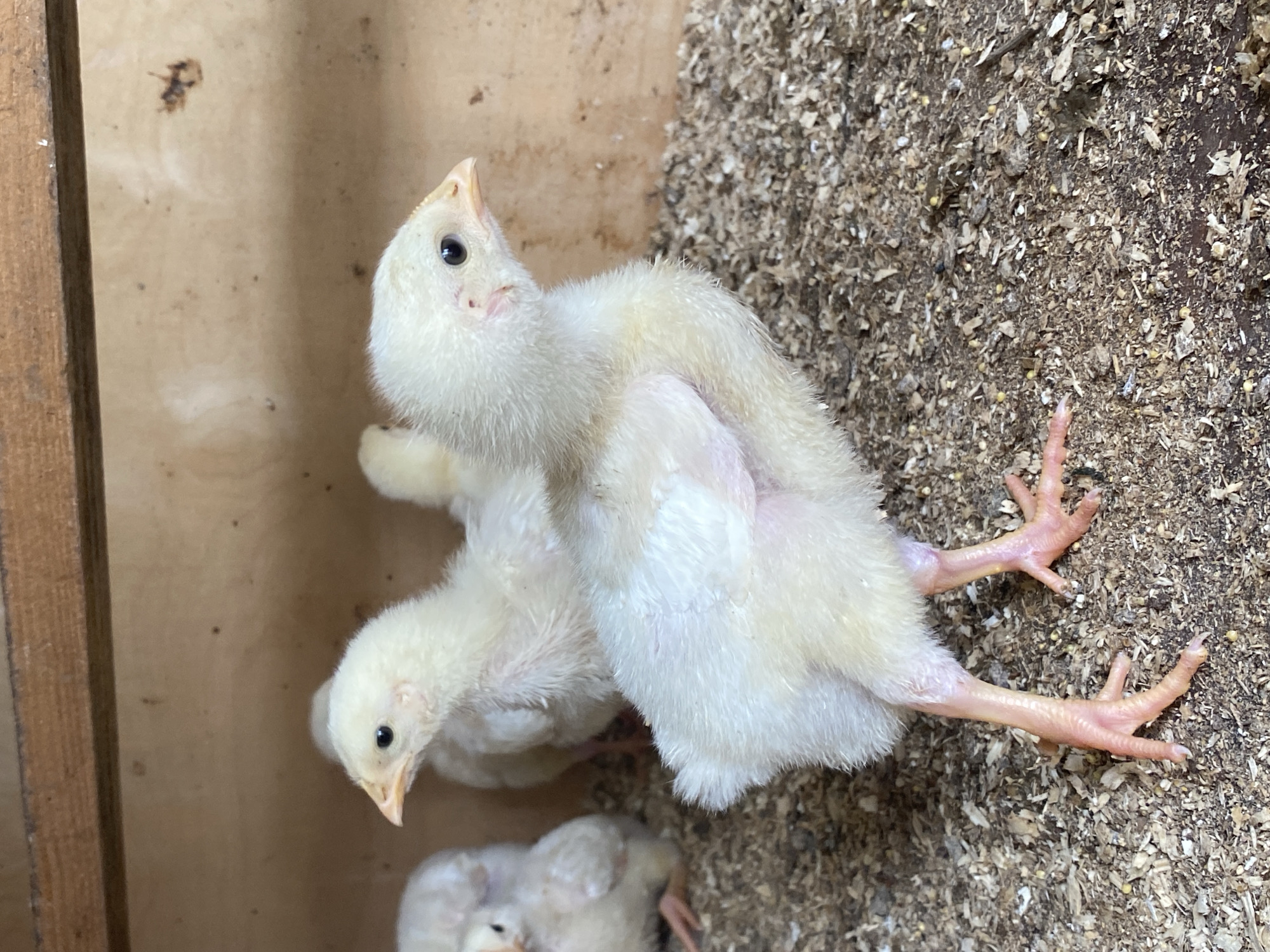 In Votkinsk, Russia, a close-up shot captures a group of yellow chicks within a wooden enclosure. The primary subject is a chick in the foreground, standing on a bed of wood shavings and feed. This chick is facing right, with its head turned slightly towards the camera, revealing a dark eye and a light orange beak. Its fluffy yellow down covers its body, with hints of pink visible on its legs and feet, which are splayed slightly as it stands. Behind this chick, other chicks are partially visible, appearing out of focus. One chick to the left is mostly obscured, with only its head and some downy feathers visible. Another chick is seen further back, positioned behind the main subject, and to the right, another chick is visible, also out of focus. The background consists of a light brown wooden wall and a dark brown wooden beam running horizontally across the top of the frame. The floor is covered with a mixture of wood shavings, small seeds, and debris, suggesting a feeding area. The lighting is natural and casts soft shadows, highlighting the textures of the chicks' feathers and the substrate. The overall scene is one of young poultry in a rustic, domestic setting.