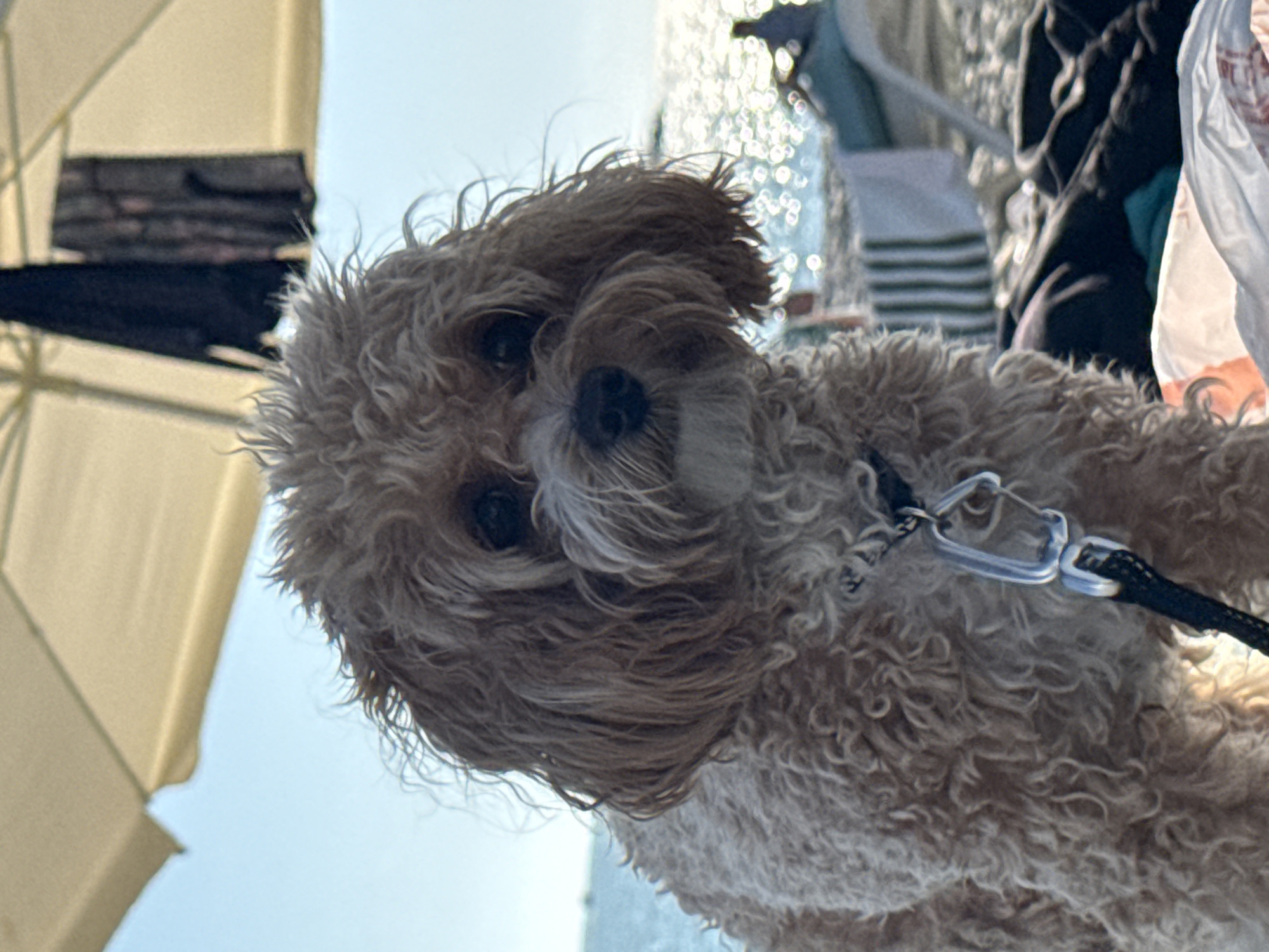 A light brown, curly-haired dog, resembling a Cavapoo or similar breed, is centered and seated facing forward on a beach in Sochi, Russia. Its fur appears slightly damp and shaggy, with dark eyes looking directly forward, partially obscured by its prominent brow fur. A black leash featuring a silver carabiner-style clip is attached to a collar visible on its chest. The upper background features a clear light blue sky. Below the sky, a large, light-colored beach umbrella dominates the upper right, with dark fabric items hanging from its frame. To the left of the dog, the sky transitions to a large body of water, likely the Black Sea, which is brightly reflecting sunlight, creating numerous circular bokeh effects across the mid-ground and right side of the image. A faint, silhouetted human figure is visible seated on the beach in the far mid-ground right. Other beach items, including a striped towel and dark clothing, are visible in the lower right foreground. A white plastic bag rests near the dog in the bottom right. The scene is illuminated by bright daylight.