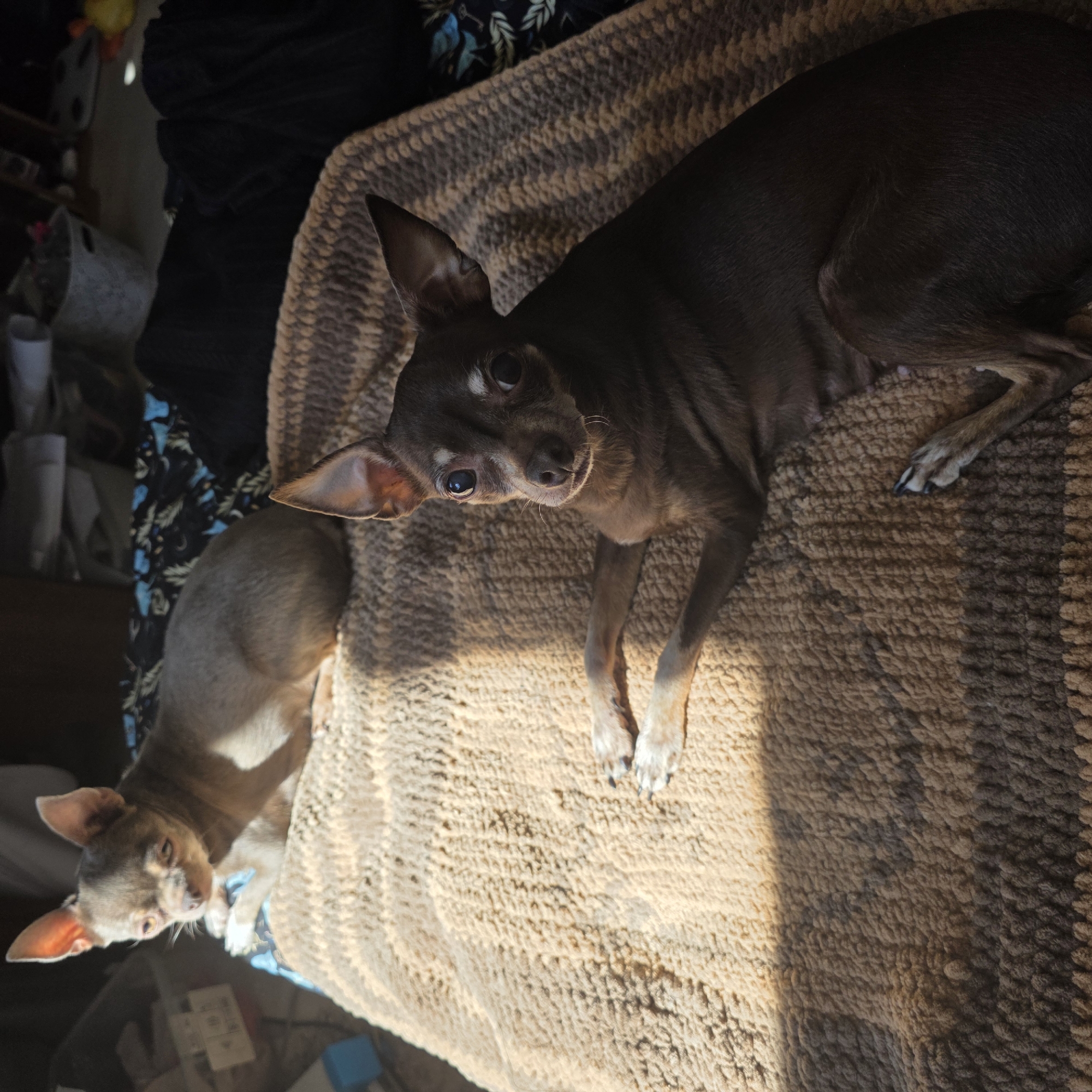 Two Chihuahuas are lying on a textured blanket. The Chihuahua in the upper right has dark brown fur and white paws and is looking toward the camera. The Chihuahua in the lower left has light brown fur and is looking to the left. The blanket is beige. The scene is in a room with furniture and objects visible in the background. The location is not deducible from the context provided.