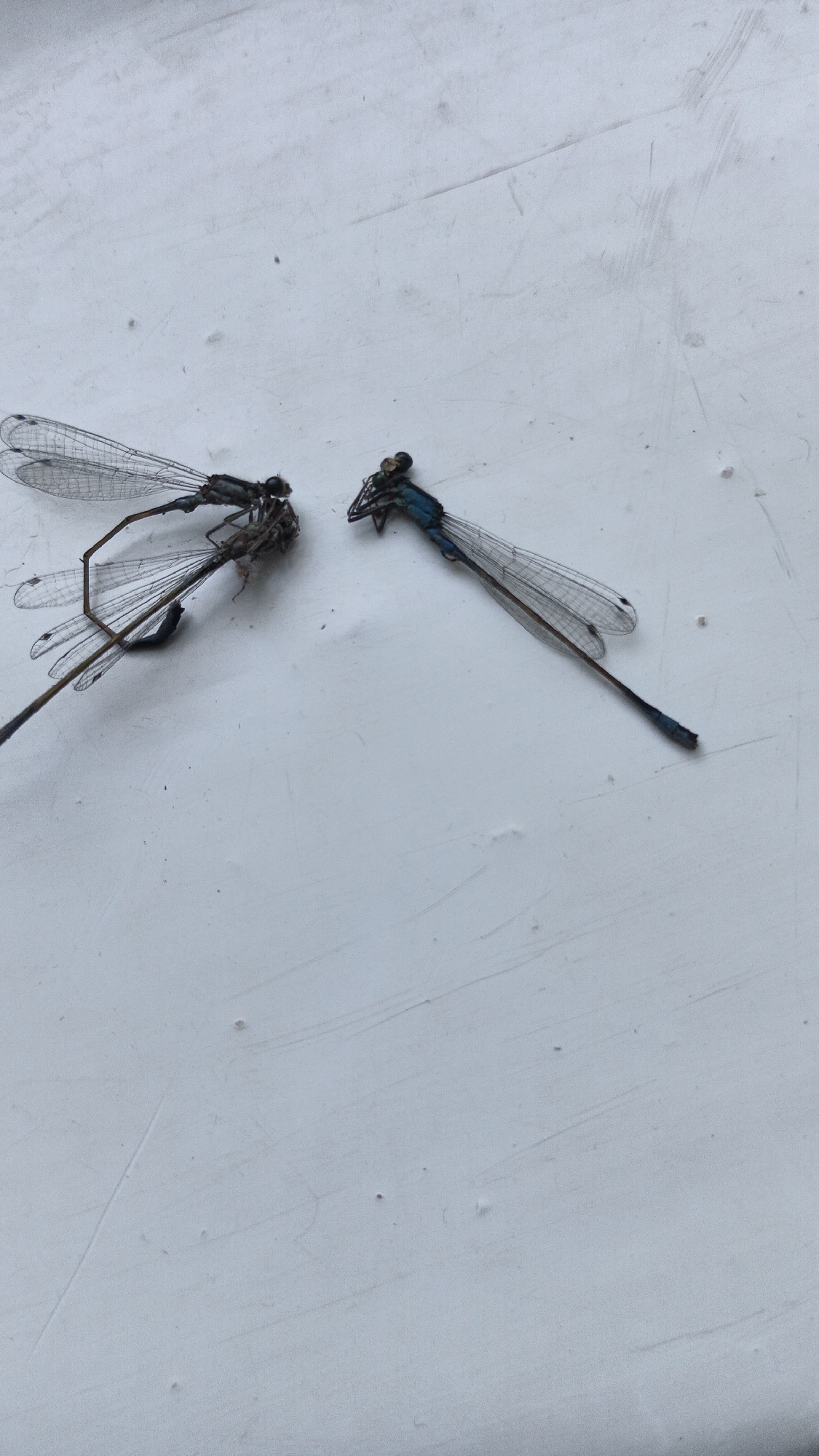 Two dead damselflies are positioned on a light-colored, textured surface, possibly a windowsill or a concrete ledge, in Kryvyi Rih, Ukraine. One damselfly is on the left, with its wings outstretched and its body angled towards the right. The second damselfly is to the right of the first, with its body angled towards the left, appearing to be in close proximity to the first. Both insects exhibit translucent wings and dark bodies with some blue coloration visible on the second damselfly. The surface displays subtle linear marks and small imperfections.