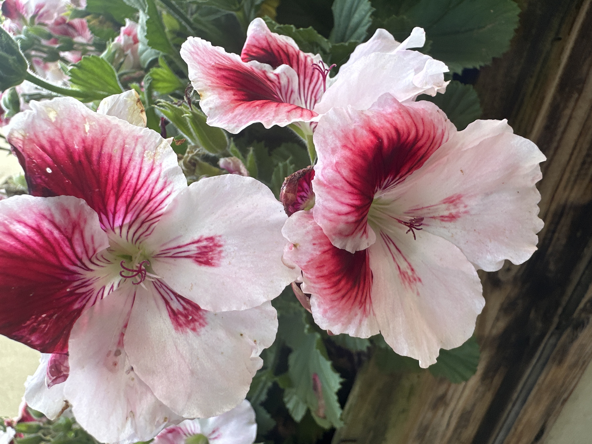 This is a close-up, eye-level photograph of three large, blooming geranium flowers. The flowers are a delicate white with prominent, deep pink or red markings on their petals. These markings are streaky, radiating from the center of the flower outwards, giving them a vibrant and almost painted appearance. The petals are soft and slightly ruffled, with a few visible imperfections like dried edges and small brown spots, suggesting the flowers are in their full bloom.
The background is softly blurred, showcasing lush green leaves behind the flowers, which appear to be part of the same plant or a nearby one. To the right of the flowers, a textured, wooden surface is visible, suggesting the flowers are either in a wooden planter or near a wooden structure. The lighting suggests it is daytime, possibly late morning or early afternoon, with soft, natural light illuminating the delicate details of the petals. The overall mood is serene and highlights the natural beauty of the flowers. There is no visible text in the image. The location context is Łódź, Poland.