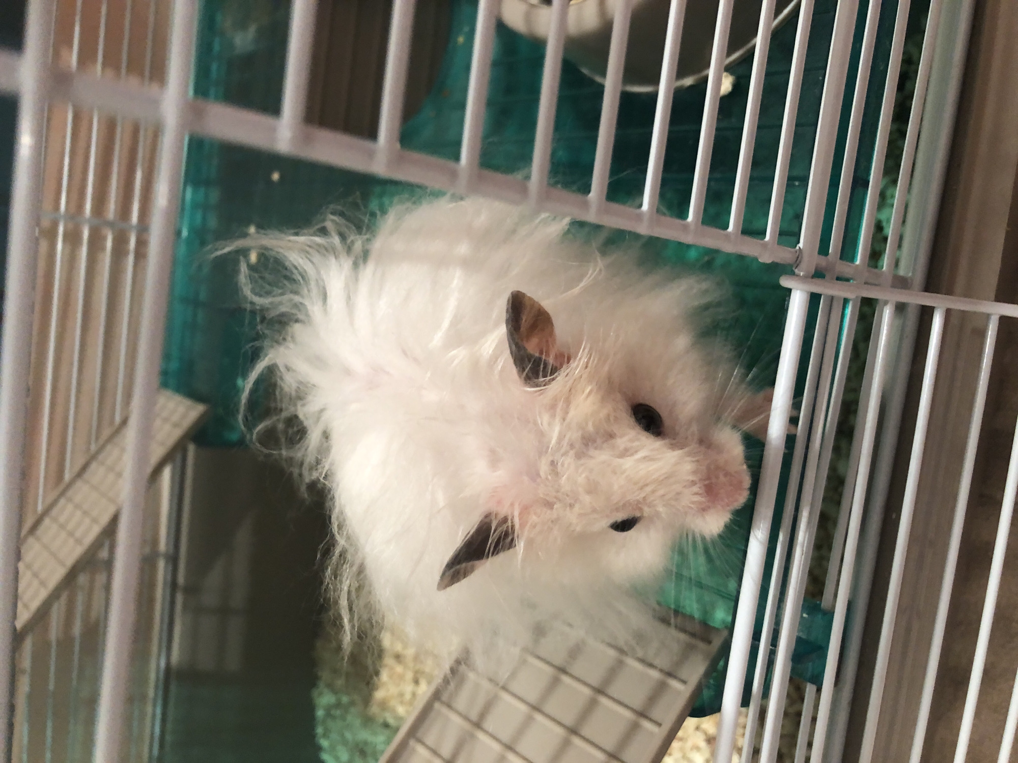 An overhead, medium shot captures a fluffy, white hamster with dark ears and eyes inside a white plastic and metal wire cage. The hamster, positioned centrally, is looking down towards the bottom of the cage. Its fur is long and appears somewhat unkempt, with some areas of pinkish skin visible on its head. Behind the hamster, a teal plastic base is visible, filled with light brown bedding. To the left of the hamster, a gray plastic ramp is partially visible. The cage bars obscure parts of the scene. The hamster is not interacting with anything or anyone. The environment appears to be indoors. This image does not contain information related to the city of Solikamsk, Russia.