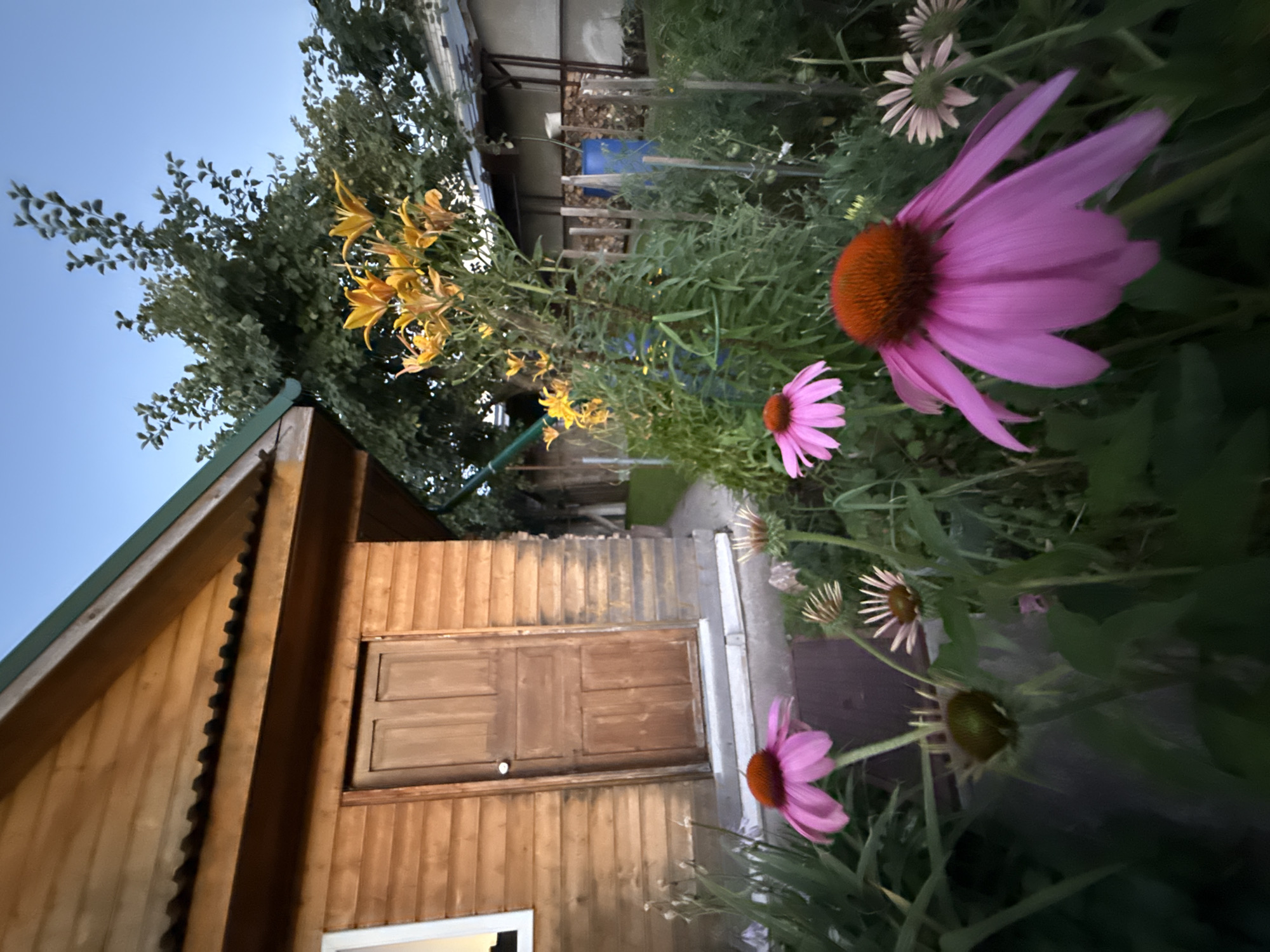 The image depicts a backyard garden in the city of Bor, Russia, with a focus on flowers in the foreground and a wooden structure in the background. In the immediate foreground, several pink coneflowers (Echinacea) are visible, with one large specimen in the lower right quadrant featuring prominent pink petals and a dark orange center. Other coneflowers, some in bud or partially bloomed, are scattered throughout the frame. Behind the flowers, a wooden shed or small outbuilding with horizontal siding and a brown wooden door is prominent. A light-colored window is visible to the left of the door. A pathway leads away from the shed. To the right of the shed, a cluster of yellow lilies is in bloom, reaching upwards towards the sky. In the further background, other structures and greenery are present, suggesting a residential area. The sky is a clear, pale blue, indicating it is likely late afternoon or early evening. The overall scene is one of a well-tended garden adjacent to a rustic building.