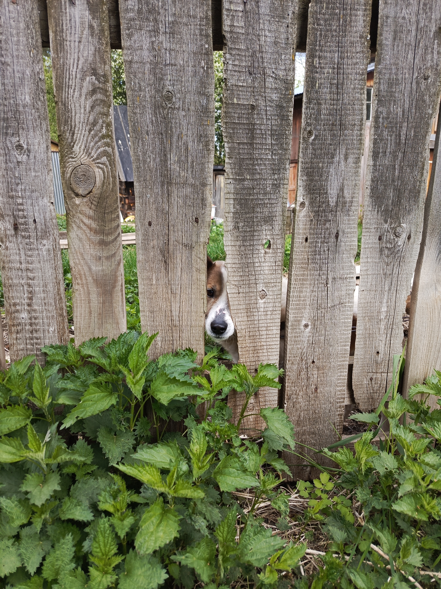 A medium-close, eye-level shot reveals a dog peering through a gap in a weathered wooden fence, with a dense patch of green plants growing at the base. The fence is constructed of graying, vertically aligned wooden planks, exhibiting signs of age and wear. The plants, identified as nettles, display textured, serrated leaves in varying shades of green. The dog, positioned behind the fence, has a predominantly white face with brown markings around the eyes and ears. Its black nose is clearly visible through the gap. The background shows glimpses of buildings and vegetation, providing a hint of the surrounding environment. The location is in the city of Chaikovsky, Russia.