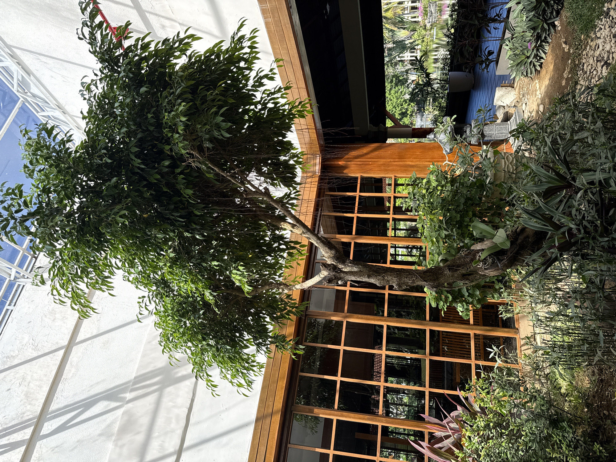 The image depicts an indoor tropical garden with a large tree at its center. The tree has a gnarled trunk and dense green foliage, with aerial roots hanging down. Surrounding the tree are various lush plants and smaller bushes. Behind the plants, a wall of large, wooden-framed windows with multiple panes is visible, reflecting the greenery outside. Above the windows, a wooden overhang extends, and the ceiling appears to be a glass or translucent material, allowing sunlight to stream in, casting shadows. The overall impression is of a well-maintained botanical garden or atrium. The setting suggests it is an interior space, possibly within a resort or hotel, given the tropical flora and the presence of a pond and distant palm trees visible through the windows and in the background beyond the overhang. The climate appears warm and humid, conducive to the growth of the tropical plants. The location is identified as Kuta Selatan, Indonesia, which aligns with the tropical environment. There are no people visible in the image.