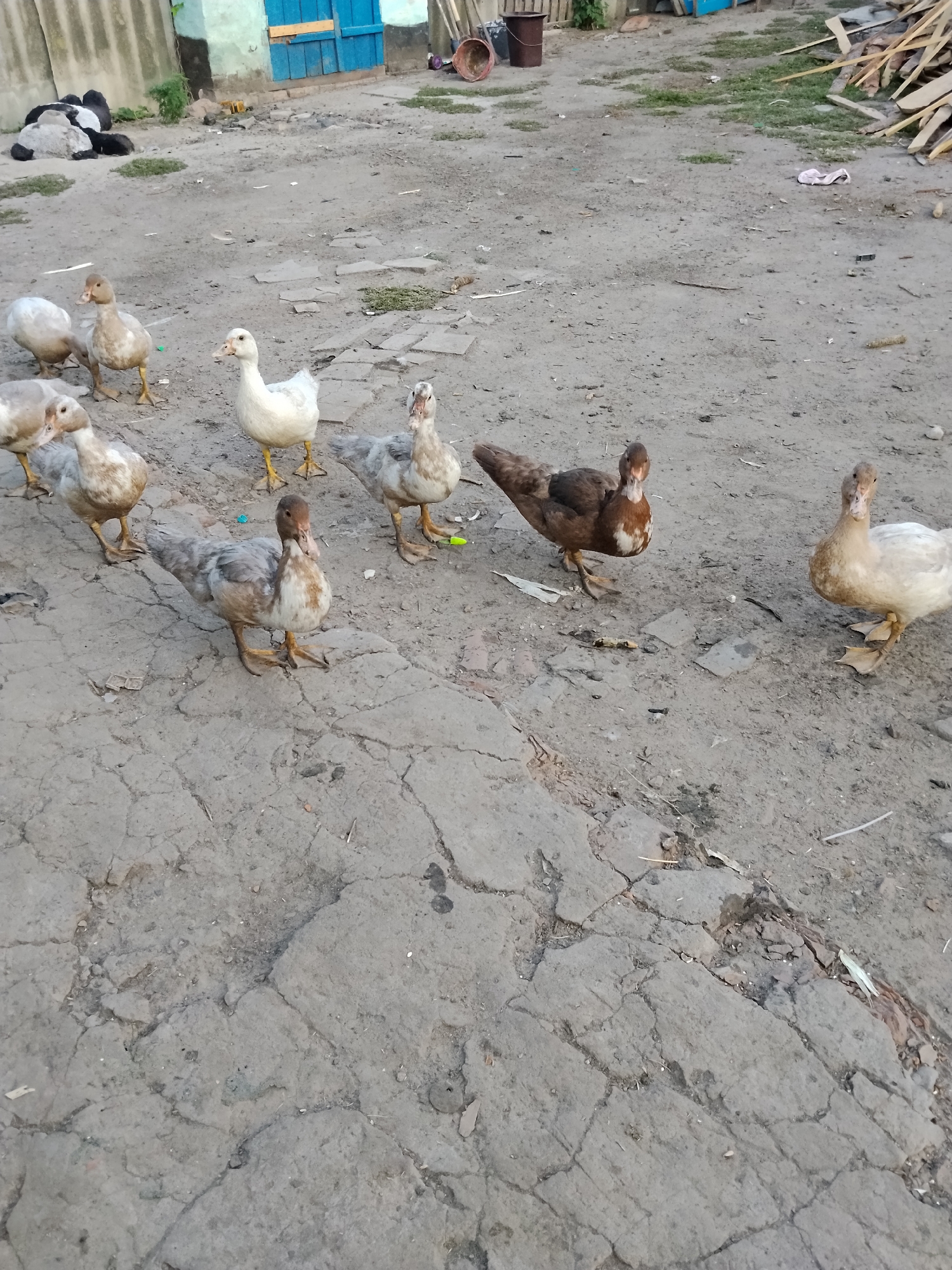 In Ustyvytsia, Ukraine, a group of ducks are gathered on a dirt ground. Several ducks are facing forward, some are looking to the side, and others are walking. In the background, a building with blue doors is visible, along with piles of wood. The ground is cracked and uneven, with some patches of grass. There are no people or other animals in the immediate vicinity of the ducks.