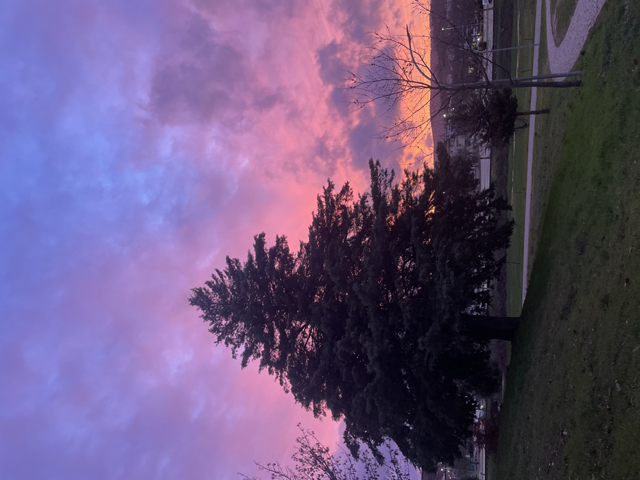 An outdoor scene shows a large evergreen tree dominating the frame. To its left, the sky is a blend of pinks, purples, and blues, suggesting either sunrise or sunset. A smaller bare tree and the edge of a green lawn appear to the right. In the background, hints of buildings and distant mountains are visible. The image is taken at a slight angle.