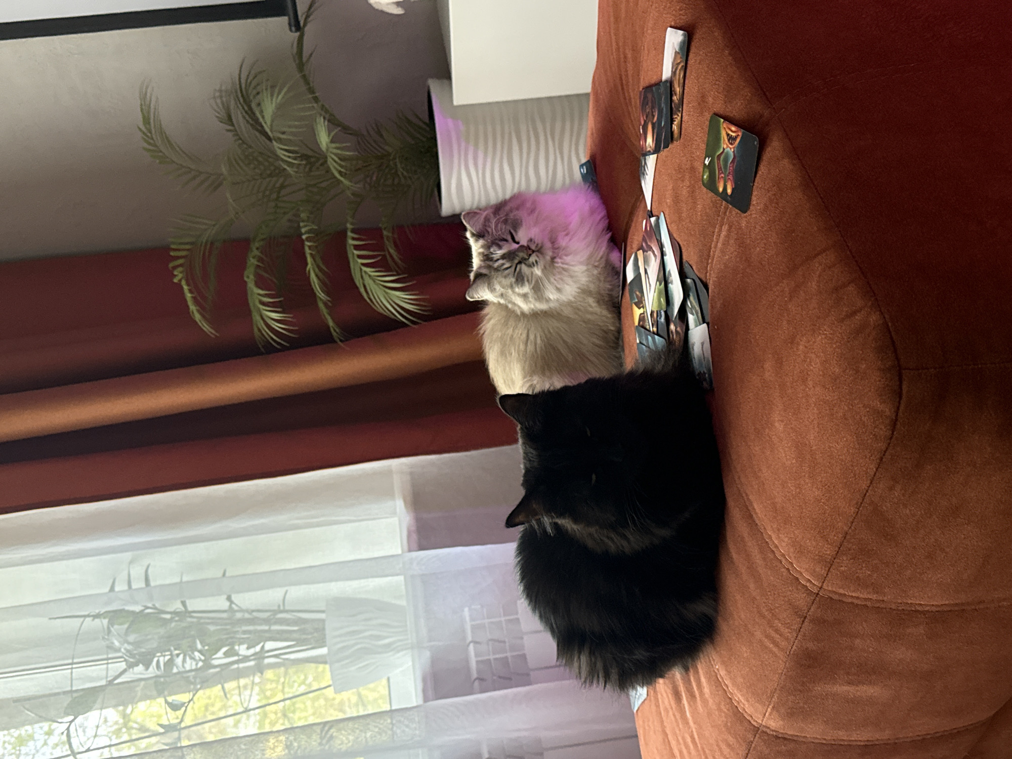 The image shows two cats on an orange couch next to a stack of playing cards. One cat is gray and the other is black. There is a fern and a white light near the cats. The window in the background shows a view of an outdoor area. There is no confirmation that this location is in Rostov-on-Don, Russia.