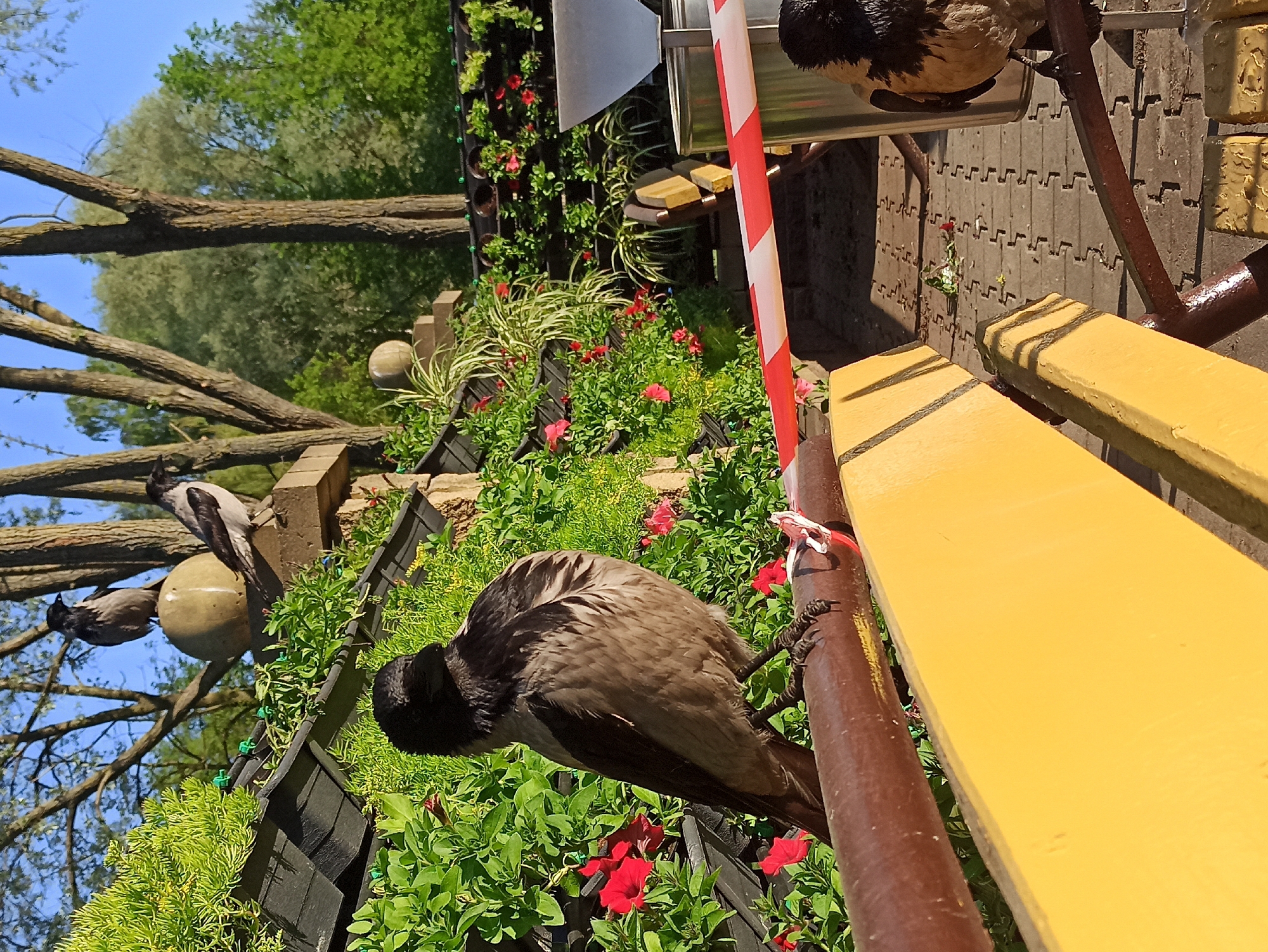 The image shows an outdoor scene in Hrodna, Belarus, with elements of nature and urban design. Several hooded crows are perched on various objects within the frame. One is perched on a brown metal railing next to a yellow wooden bench. The background consists of vibrant green plants and red flowers in black planter boxes. In the distance, there are bare tree branches reaching towards a blue sky. A red and white striped post is also visible. The paving stones indicate a pedestrian area. The scene seems to be at a café or park with decorative landscaping.