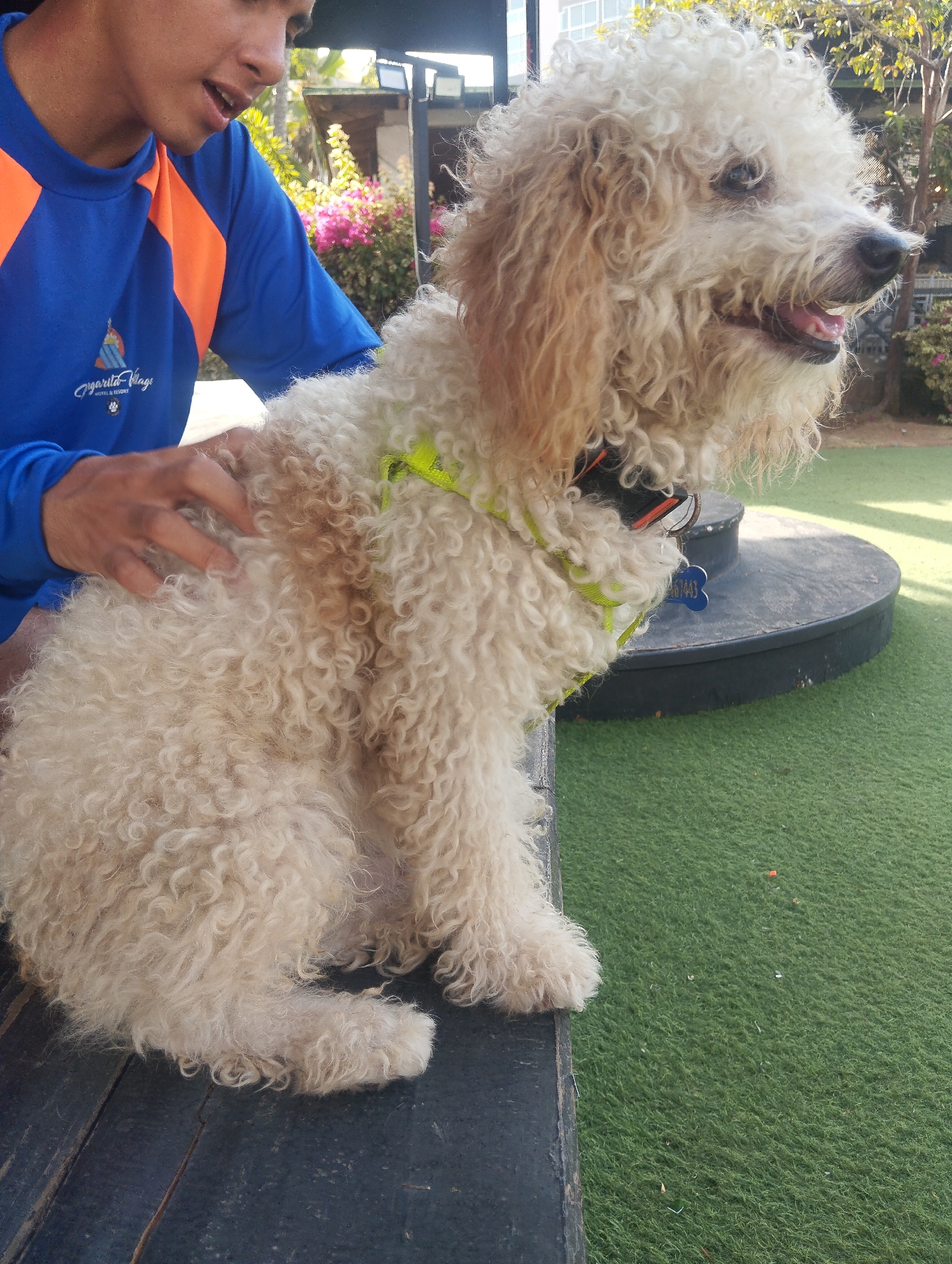 A tan poodle with tight curls is sitting on a dark wooden bench, being petted by a man in a blue and orange shirt. The dog is wearing a neon green harness and a dog tag is visible hanging from it. The dog is looking to the right. The man's face is partially visible, he is looking at the dog and speaking. Behind the dog is a round, black platform on a patch of artificial green grass. In the background are various plants and trees, and the sun is shining brightly. There are no indications of the image being in Porlamar, Venezuela.