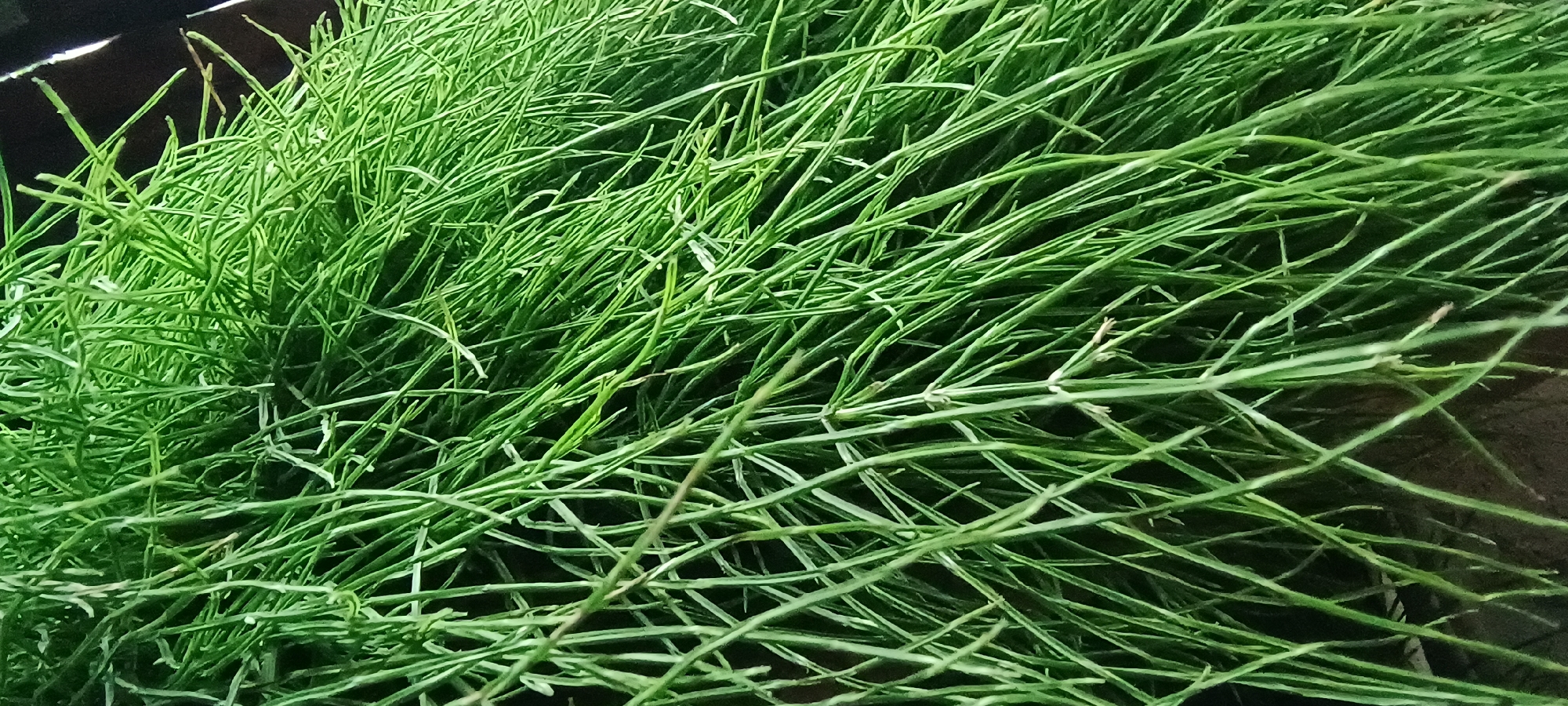 The image is a close-up, high-angle shot of a dense cluster of thin, green, whip-like stems. The stems are intertwined and appear to be from a plant. They are a vibrant green color, with some lighter green highlights indicating where light is hitting them. The background is dark and out of focus, with hints of brown and black. There are no people or other objects visible in the image. The scene is indoors, likely a close-up of a houseplant or a decorative arrangement.