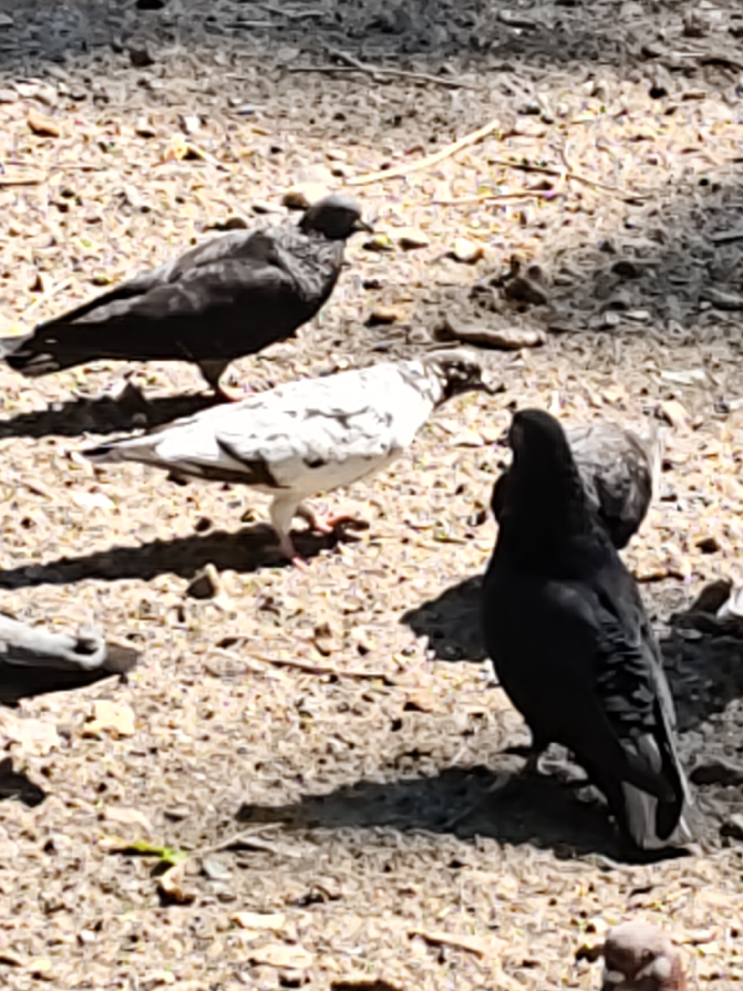 The image shows four pigeons on a dirt ground. One pigeon is predominantly black, facing away from the camera and slightly to the right. Another pigeon is predominantly white with black markings, facing left and slightly down. A third pigeon, mostly black, is in the foreground, facing away from the camera. A fourth pigeon, with grey and black markings, is partially visible behind the black pigeon in the foreground. The ground is covered with dirt and small pebbles, with some dried leaves and twigs scattered around. The lighting suggests it is daytime, with shadows cast by the pigeons. The image appears to be taken in an outdoor environment, possibly a park or courtyard, consistent with urban wildlife settings. The location is identified as Rostov-on-Don, Russia.