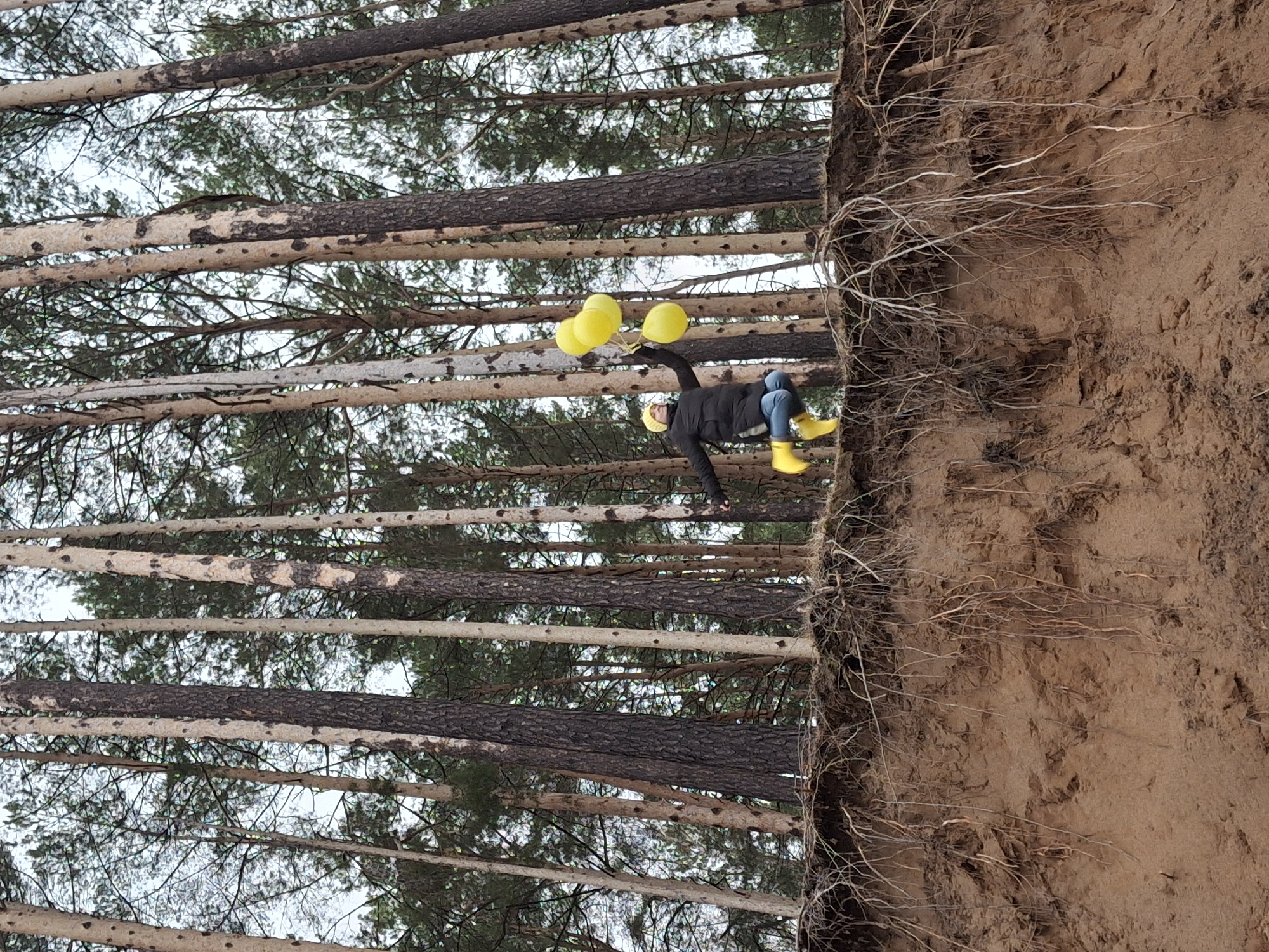 The image, originally oriented horizontally and depicting a vertical scene, shows a person playfully suspended against a backdrop of a pine forest and a sandy cliff. The individual, dressed in a dark jacket, blue jeans, a yellow beanie, and bright yellow rain boots, is holding a cluster of several yellow balloons with one hand. Their other hand appears to be grasping a gnarled tree root or branch that extends from the sandy embankment. The person's body is positioned as if they are floating or hanging, creating a whimsical and adventurous impression.
The scene features a prominent sandy cliff face on the right side, characterized by a complex network of exposed tree roots. On the left, numerous tall pine tree trunks with varying bark textures rise, their dark, slender forms leading up to a canopy of green foliage visible against an overcast, light-colored sky. The lighting is diffused, suggesting a daytime setting with cloudy weather. No visible text is present in the image. The setting suggests a natural, outdoor environment, possibly a forest edge with sandy soil or an eroded riverbank, consistent with locations found in Chaikovsky, Russia.
