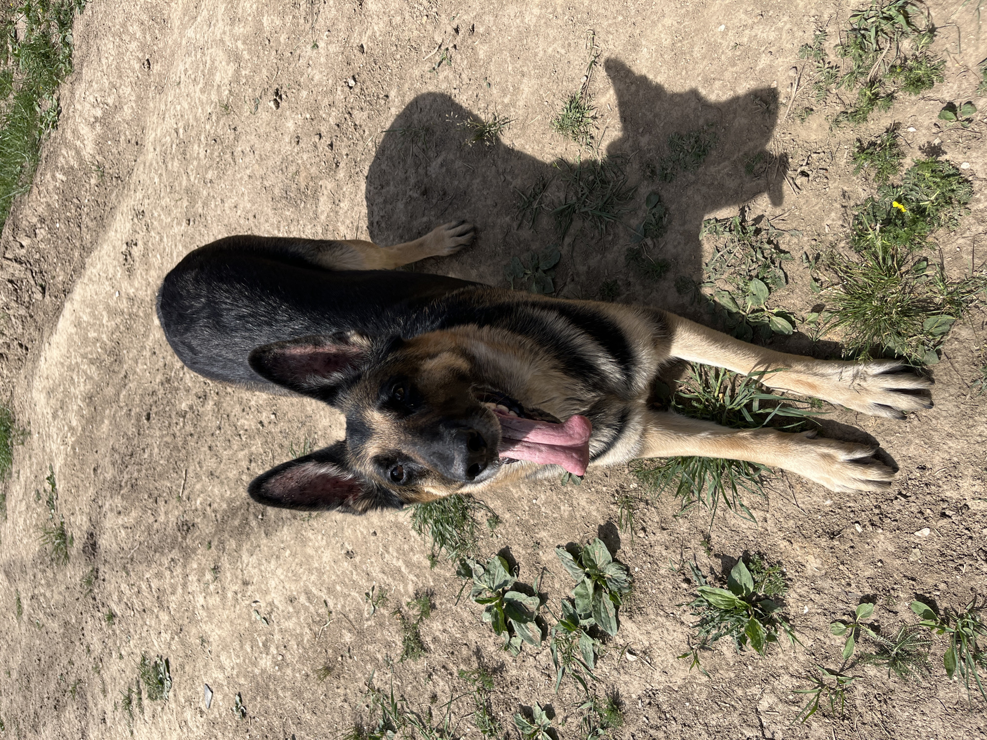 A German Shepherd dog lies panting on the ground. The dog is light brown and black. The ground is a mixture of dirt and grass. The shadow of the dog is cast on the ground. The location is outdoors in a park. The city of Nizhny Tagil, Russia is not discernible from the image.