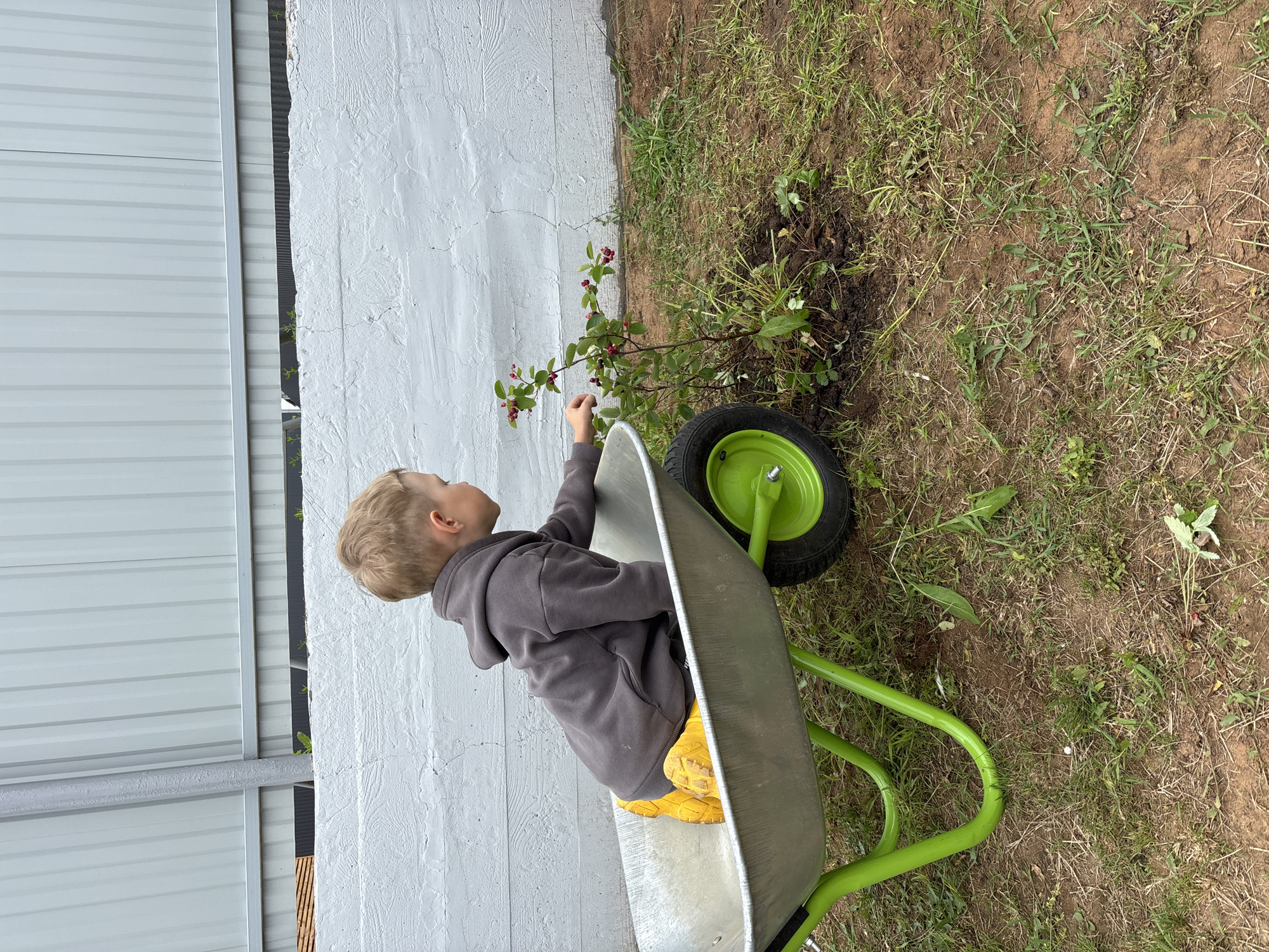 A young boy, wearing a dark grey hooded sweatshirt and bright yellow rubber boots, sits inside a silver wheelbarrow with a bright green frame. He is leaning forward, reaching towards a small bush with red berries. The wheelbarrow is on a patch of dry brown earth with scattered green grass. Behind the boy is a textured white wall, and above that, a corrugated metal structure. The scene appears to be an outdoor garden area, possibly in a residential backyard, in the city of Chaikovsky, Russia.