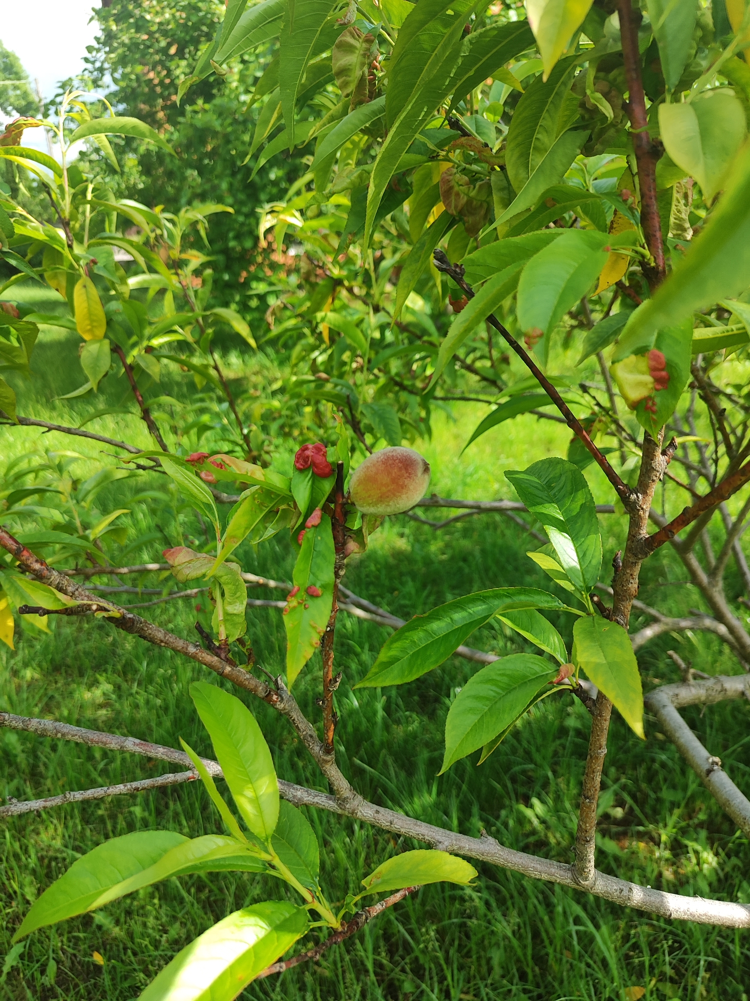 This is a close-up, eye-level, outdoor photograph of a young peach tree in Laskino, Russia. The tree has several branches with vibrant green leaves and a few small, unripe peaches. The peach in focus is on the right side of the frame, showing a fuzzy, light brown skin with a reddish blush. On some of the leaves, there are small, red, bumpy growths, indicative of a plant disease. The background is a blur of green grass and trees, suggesting a natural, possibly rural or park-like setting. The lighting suggests it is daytime, with dappled sunlight filtering through the leaves. There are no people or animals visible in the image. The image captures a moment in the growth cycle of the peach tree.
