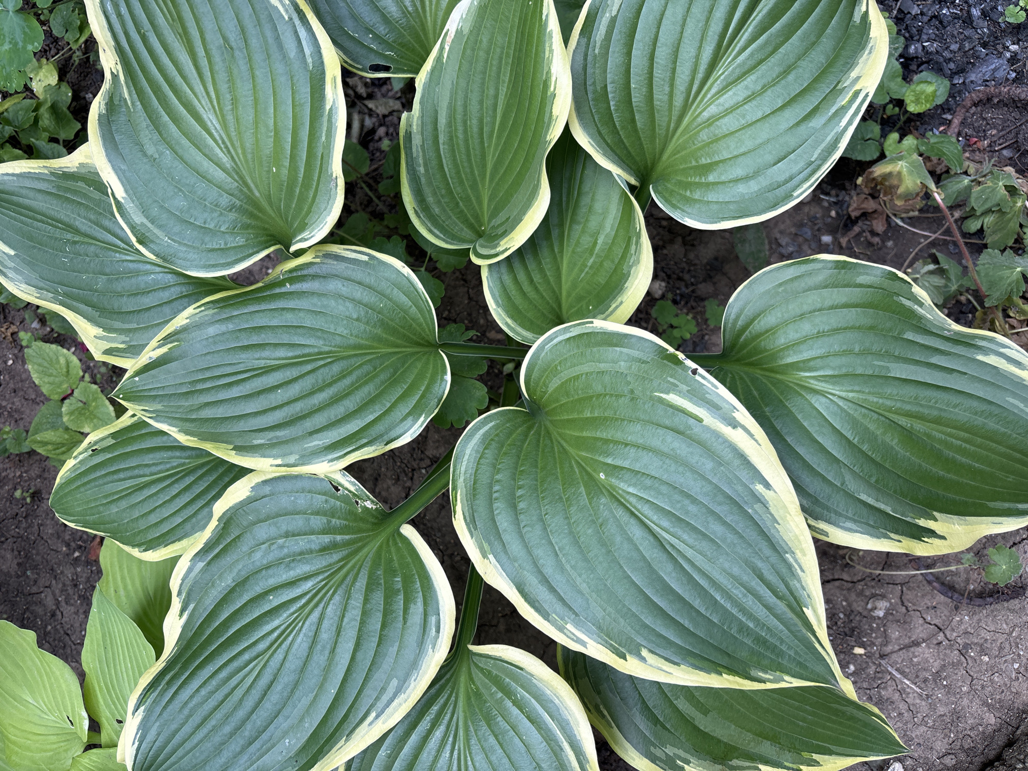 This is a close-up, top-down shot of a cluster of hosta plants. The plants have large, ovate leaves with a deep green center and a creamy white to pale yellow margin. The leaves are deeply veined and appear to be slightly glossy, possibly due to recent watering or dew. The surrounding ground is visible, composed of dark soil with some cracked earth and scattered small green plants. The lighting is bright, suggesting an outdoor daytime setting. The scene is located in Montana, Bulgaria.